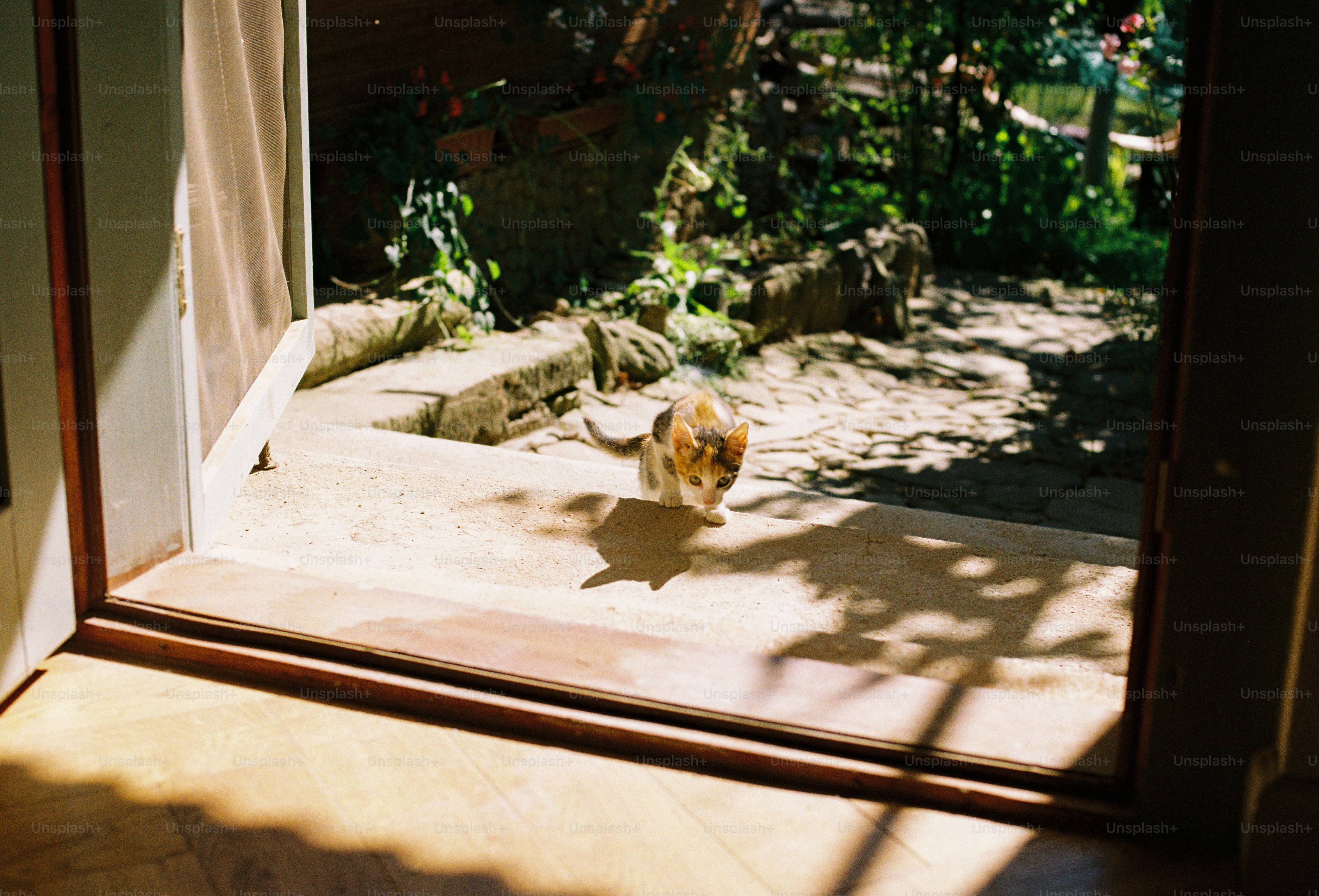 A calico kitten stepping onto a sunlit stone patio from an open doorway