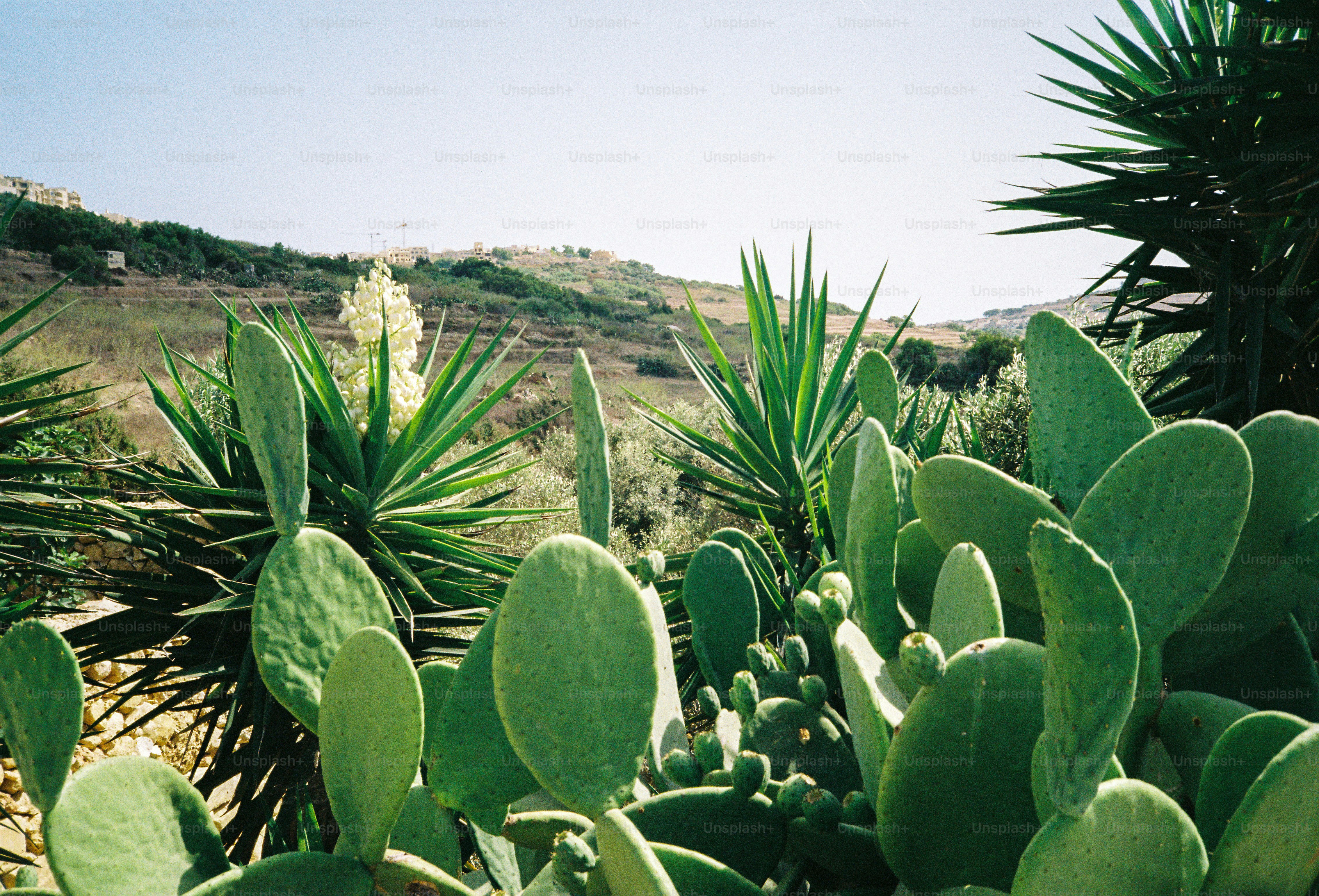 Prickly pear cacti and yucca plants on a hillside under a clear sky