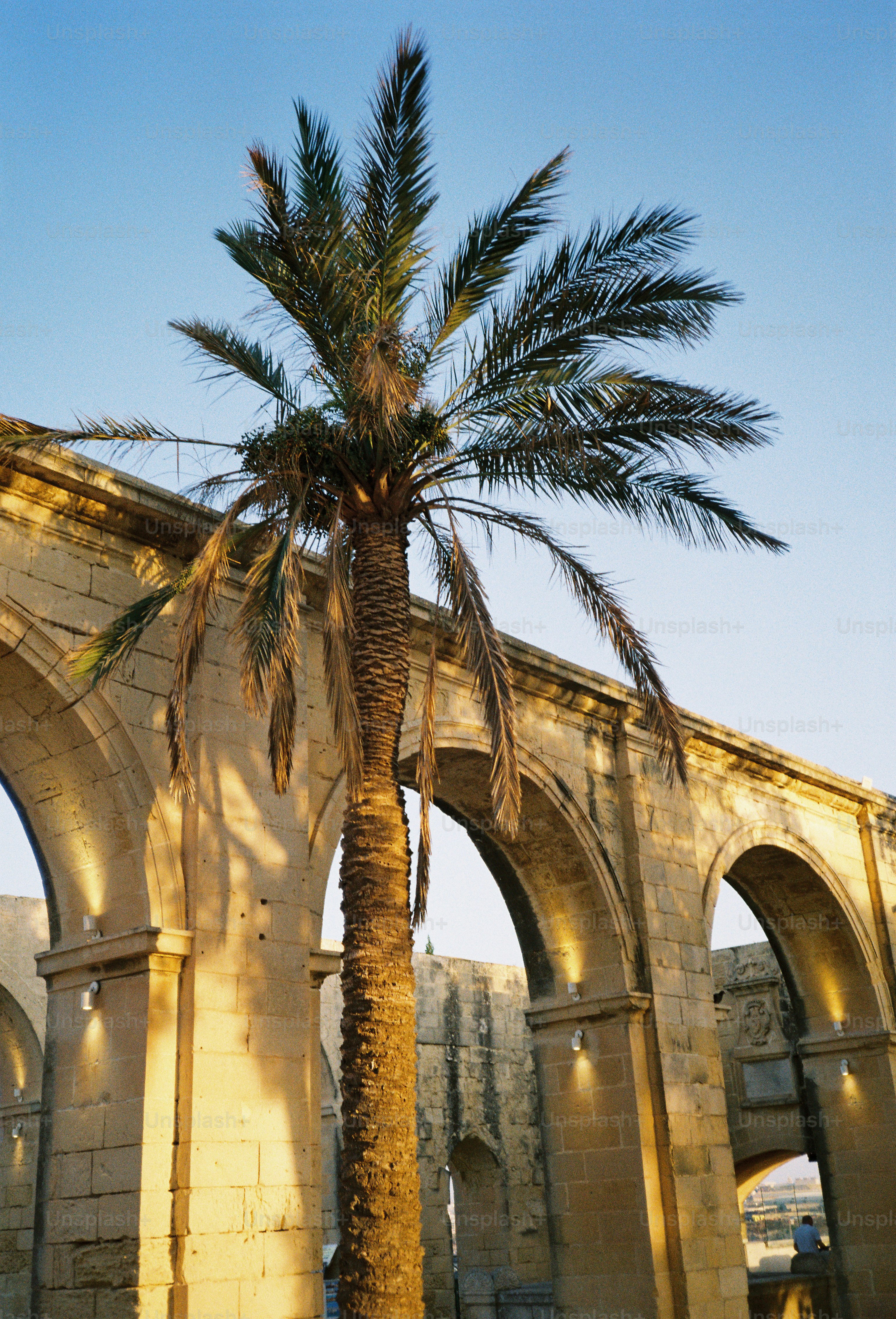 A tall palm tree in front of a stone aqueduct at golden hour