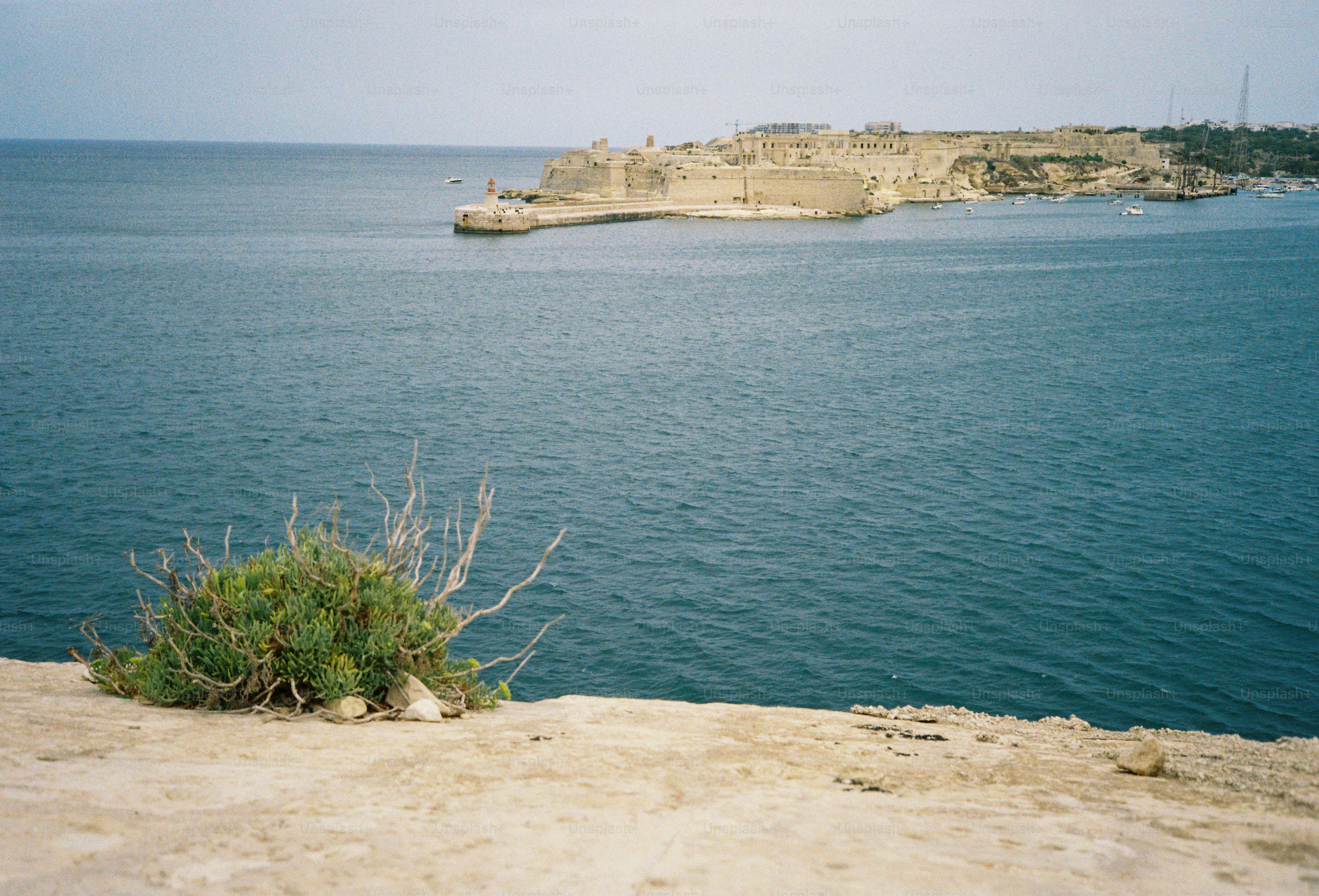A small green shrub on a rocky cliff overlooking a stone fortress and sea