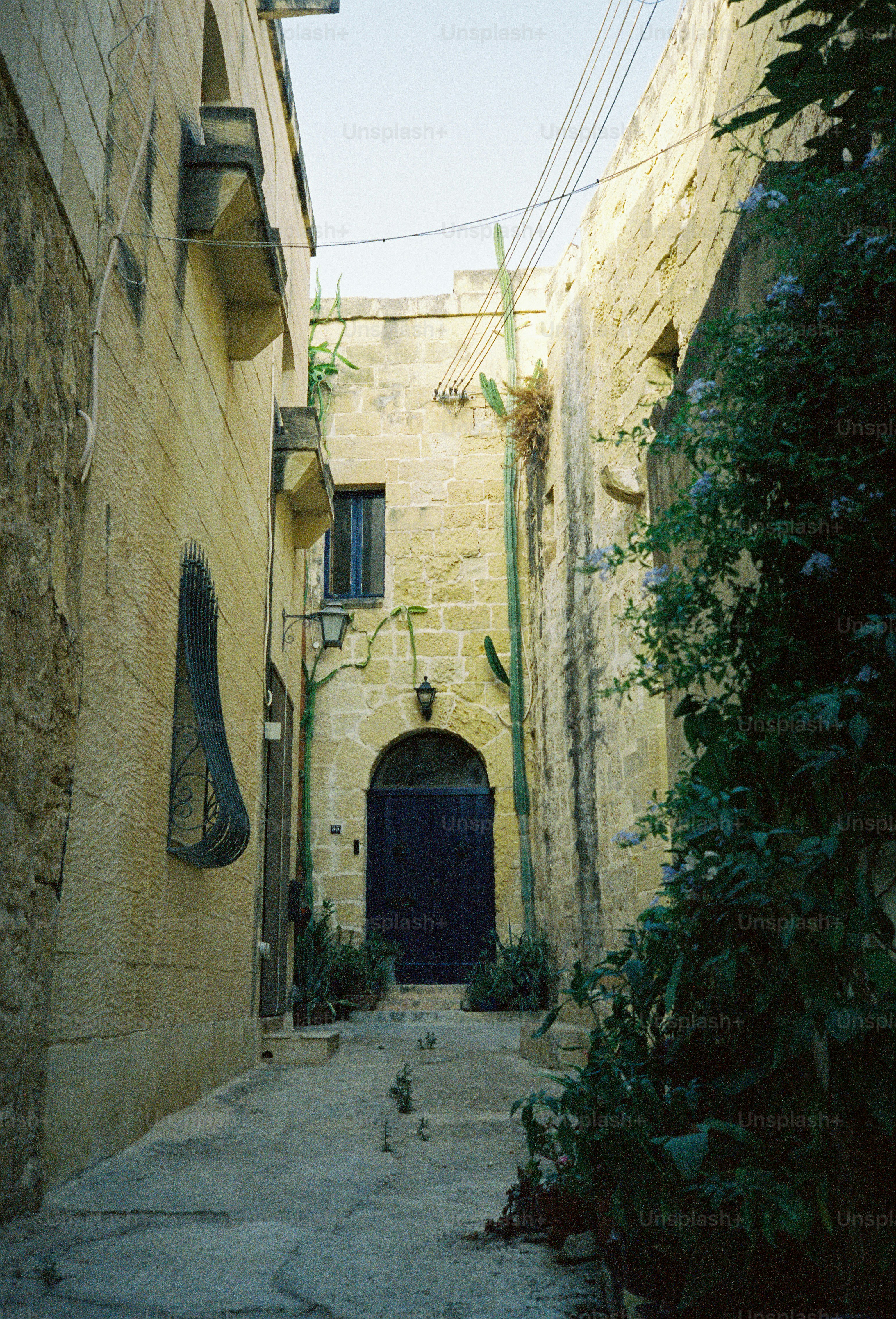 A narrow stone alleyway with a dark blue door and tall cacti