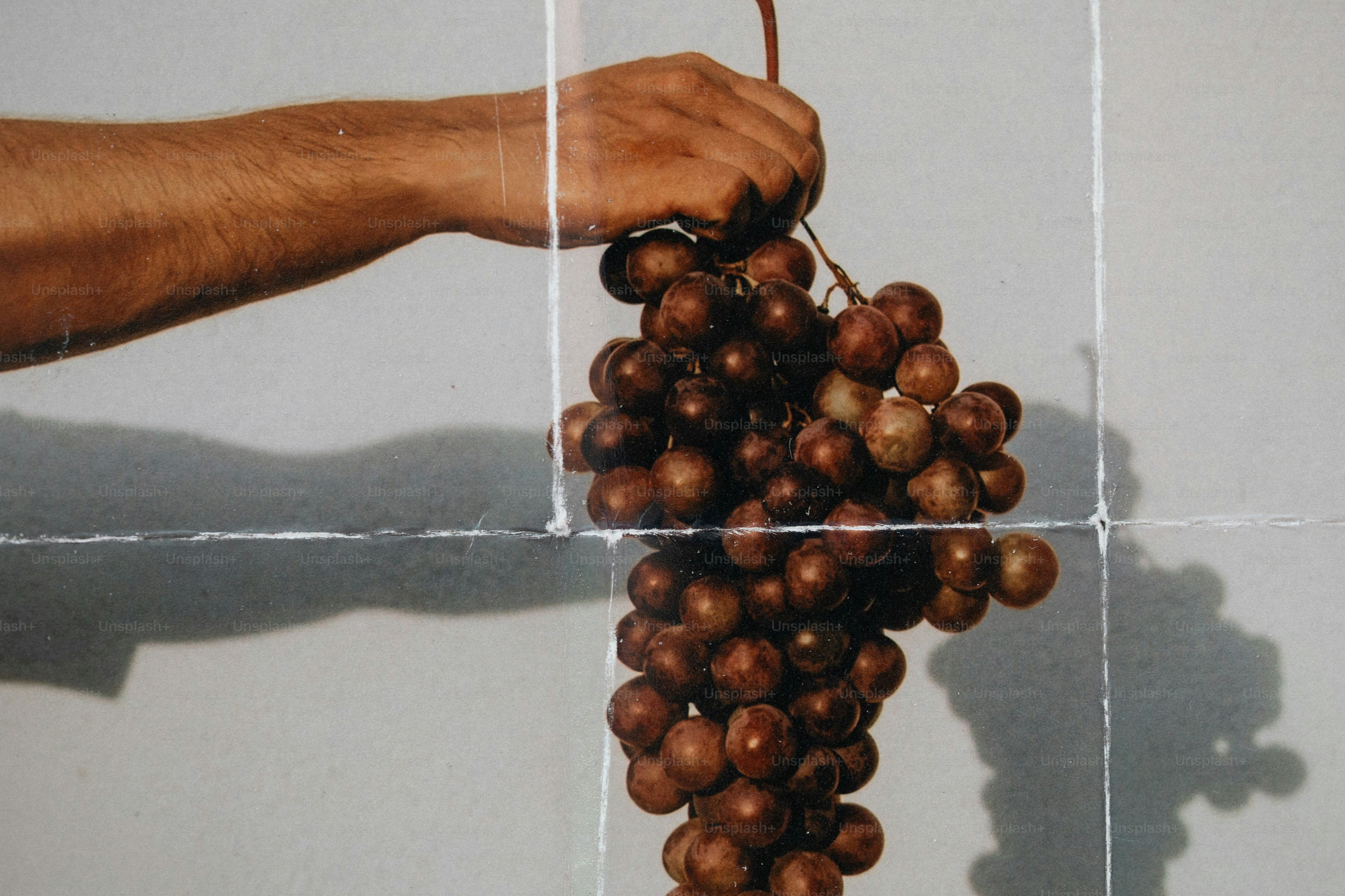 A hand holding a large bunch of dark red grapes against a tiled wall