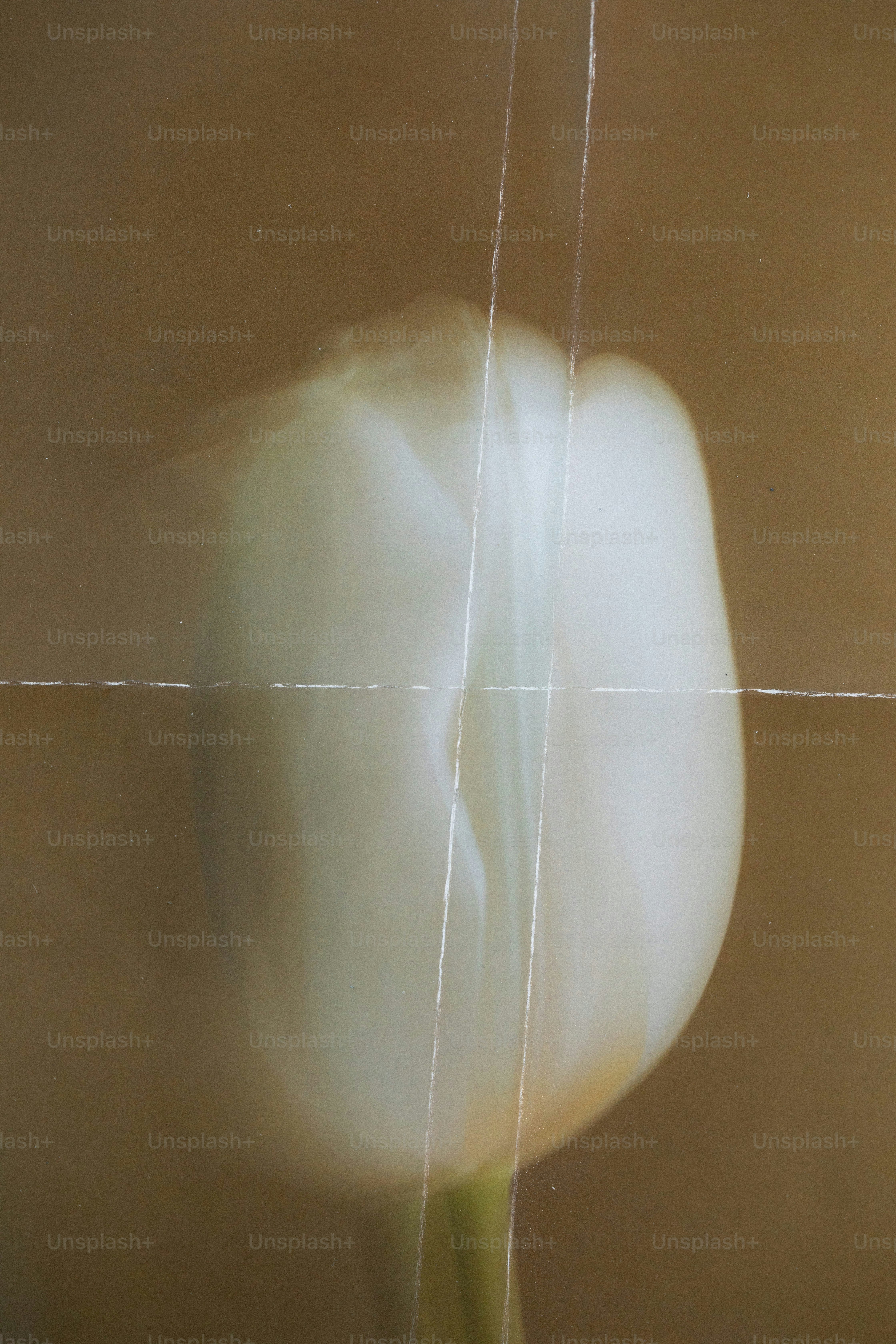 A blurry white tulip flower behind a grid of thin white lines