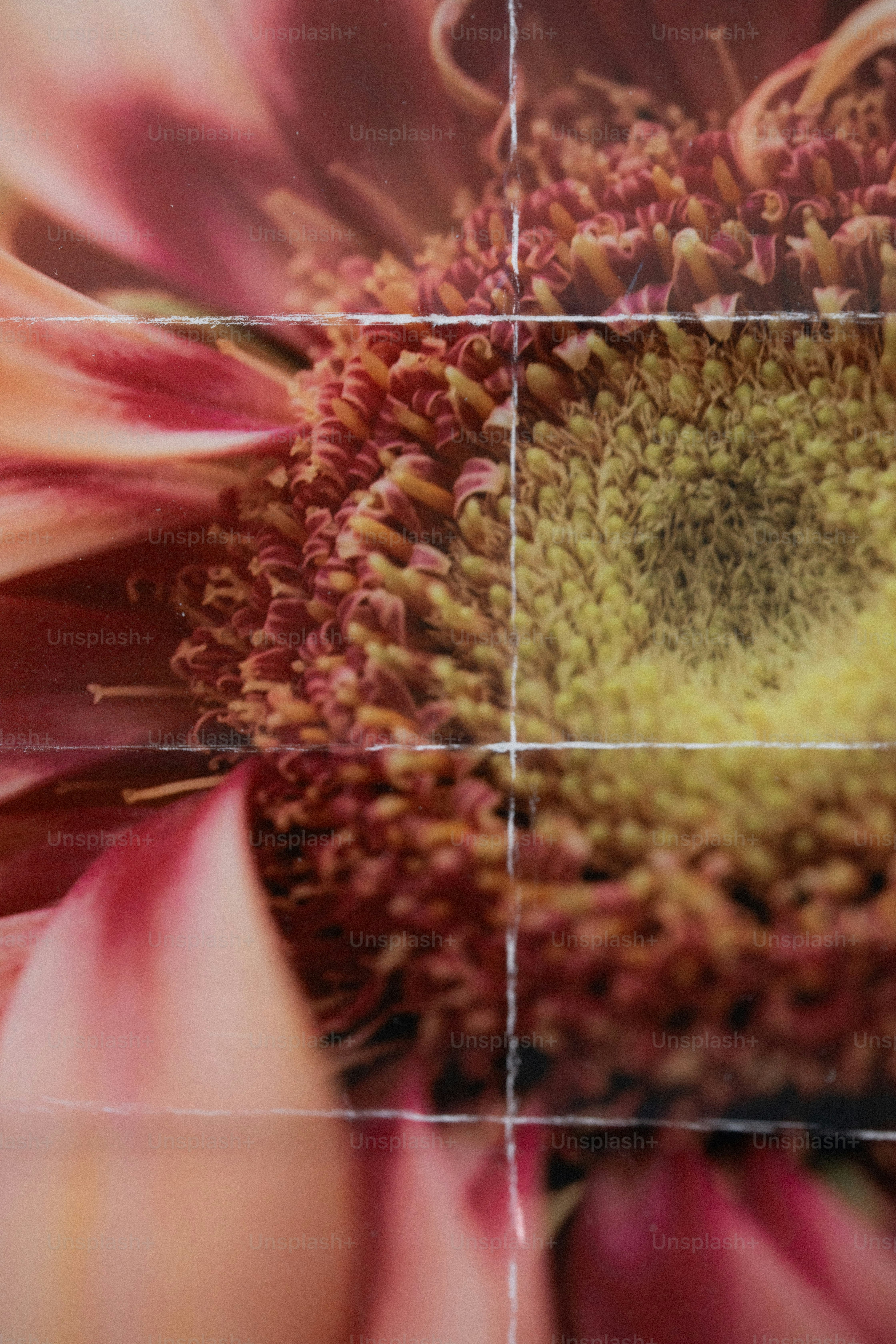Macro view of a pink and yellow gerbera daisy with visible paper creases