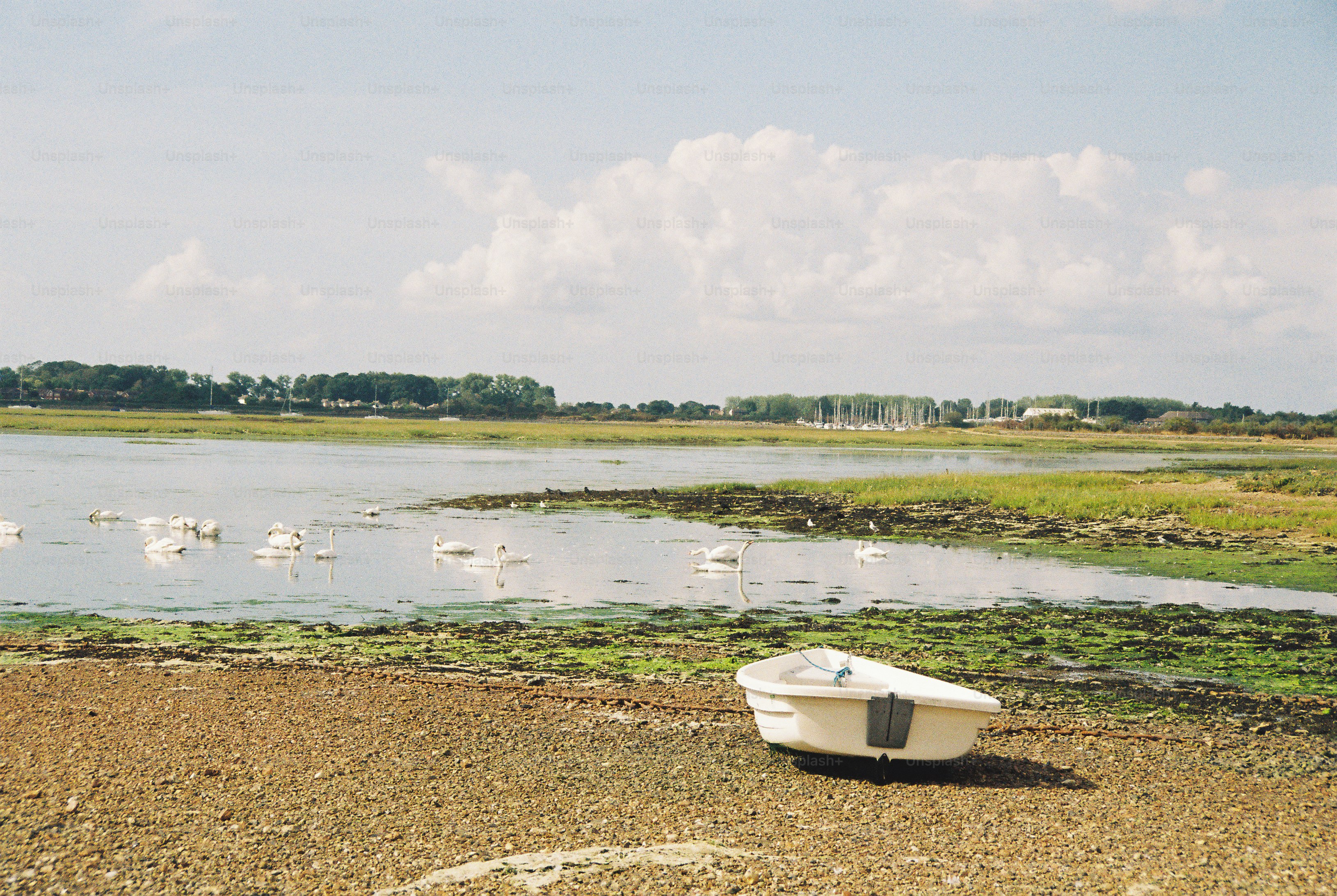 A small white boat on a pebbled shore with swans in the water