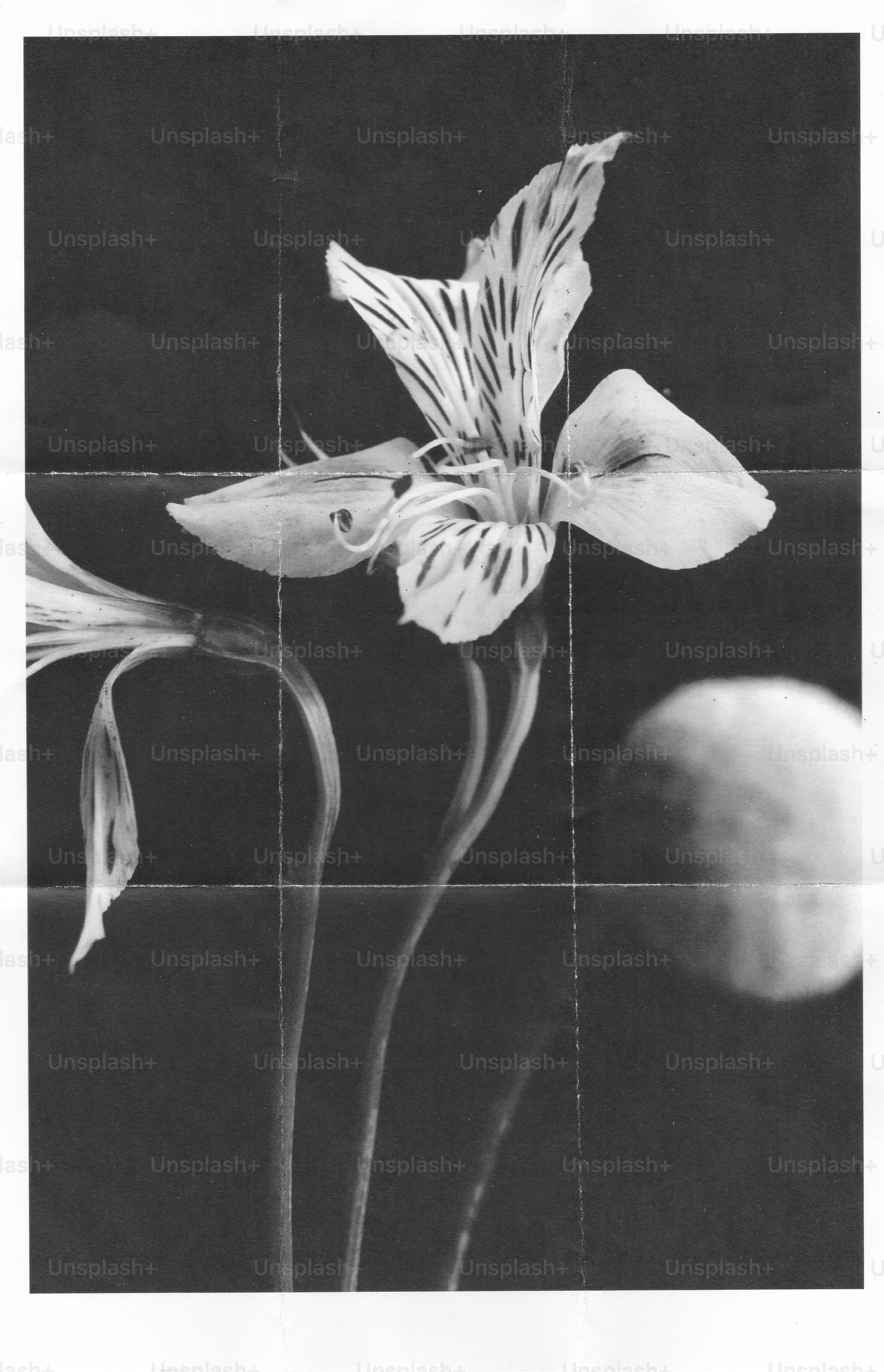A black and white alstroemeria flower with striped petals on a dark background