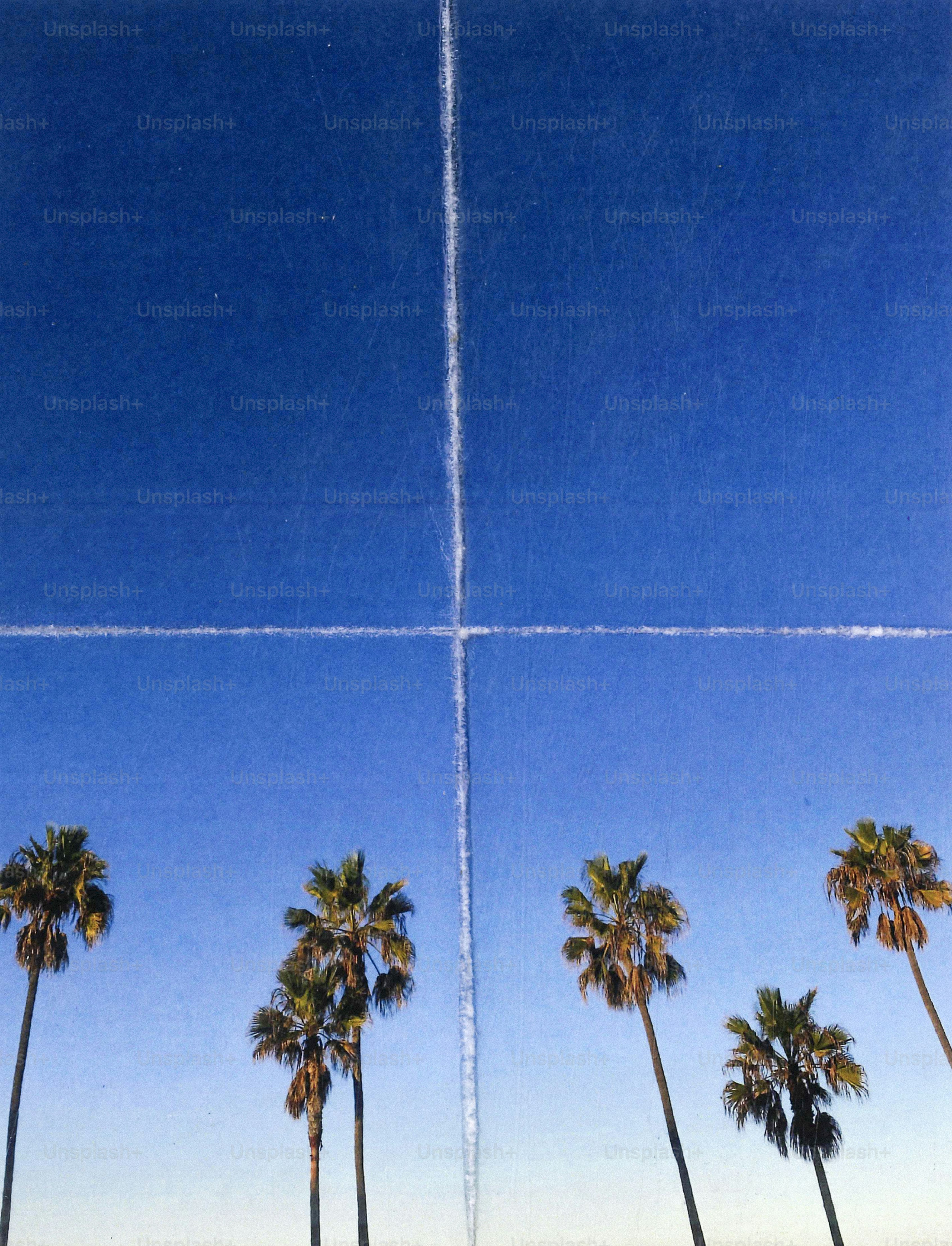 Palmen vor einem blauen Himmel mit sich kreuzenden weißen Dampfspuren