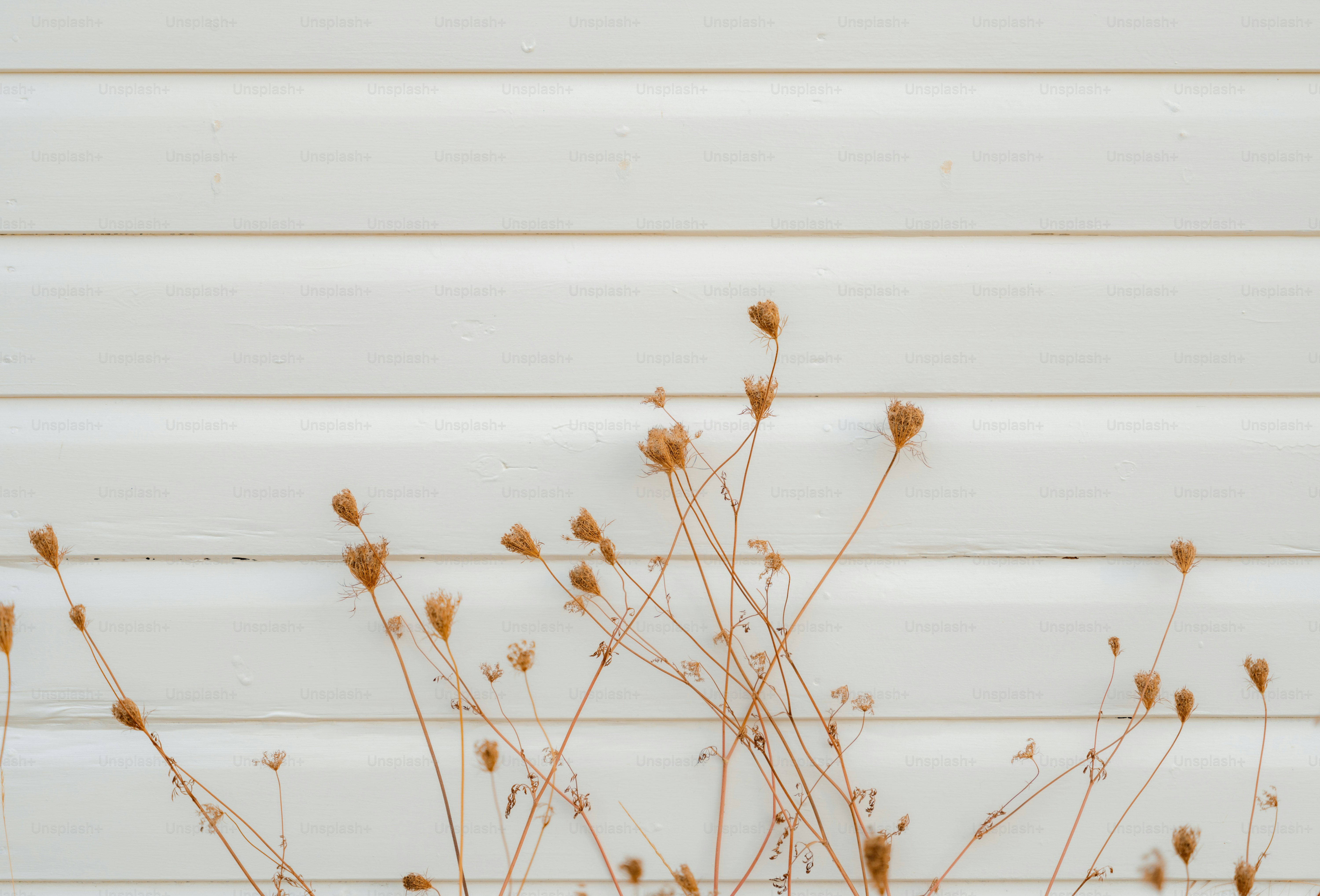 Dried brown wildflowers against a white horizontal wooden wall