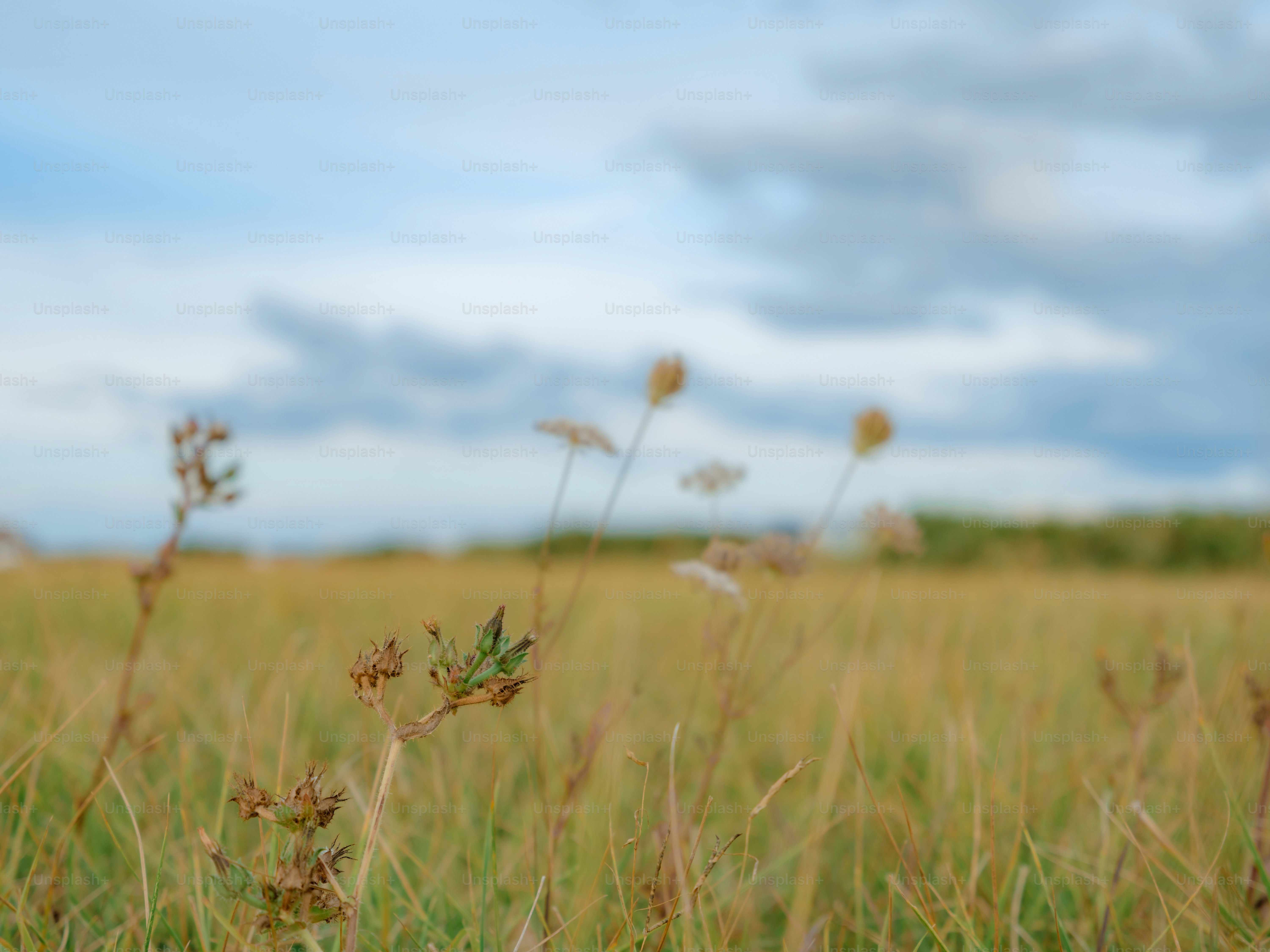 Dried wildflowers in a grassy meadow under a cloudy blue sky