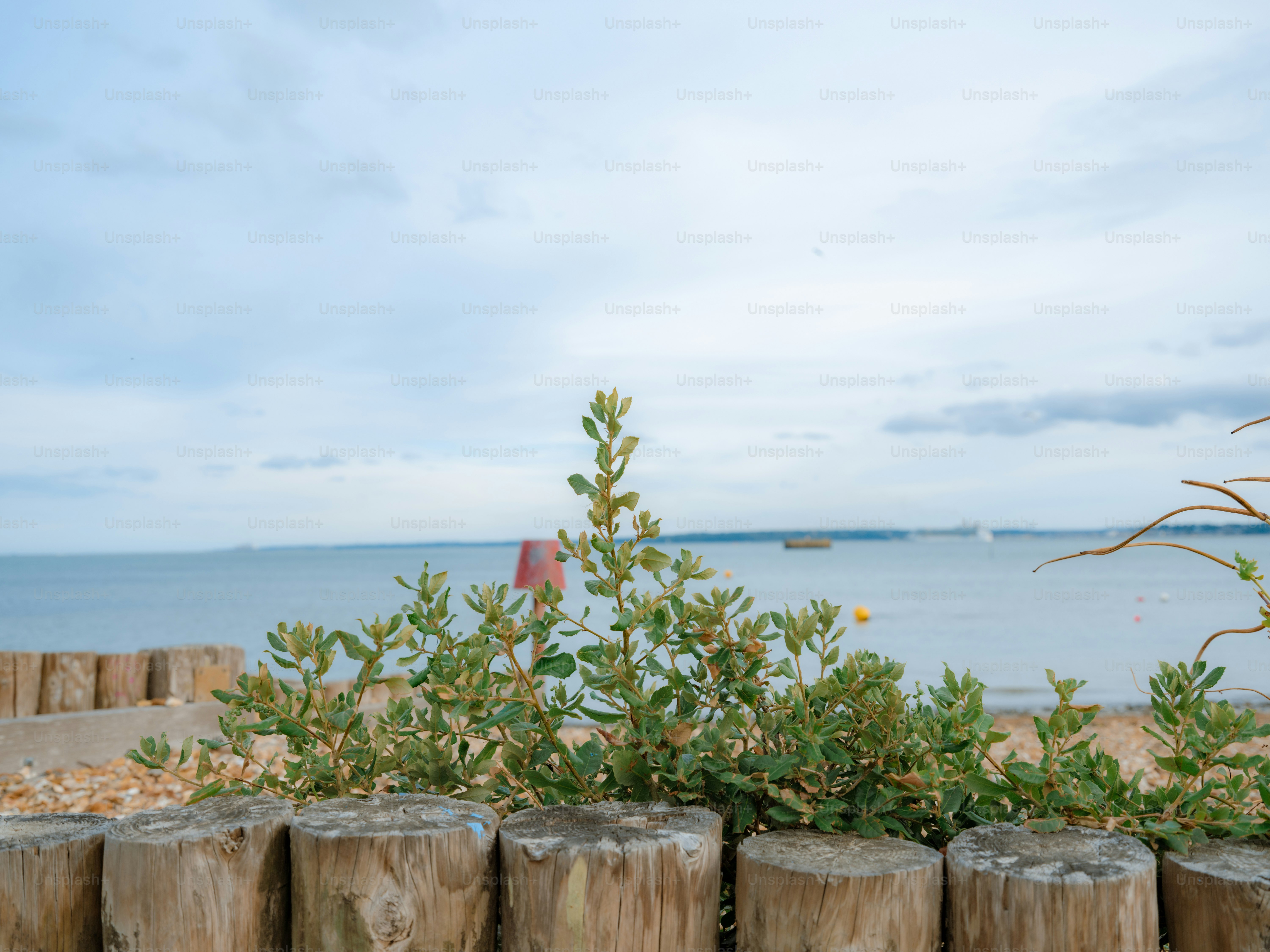 Green shrub growing behind a row of wooden posts overlooking a calm sea
