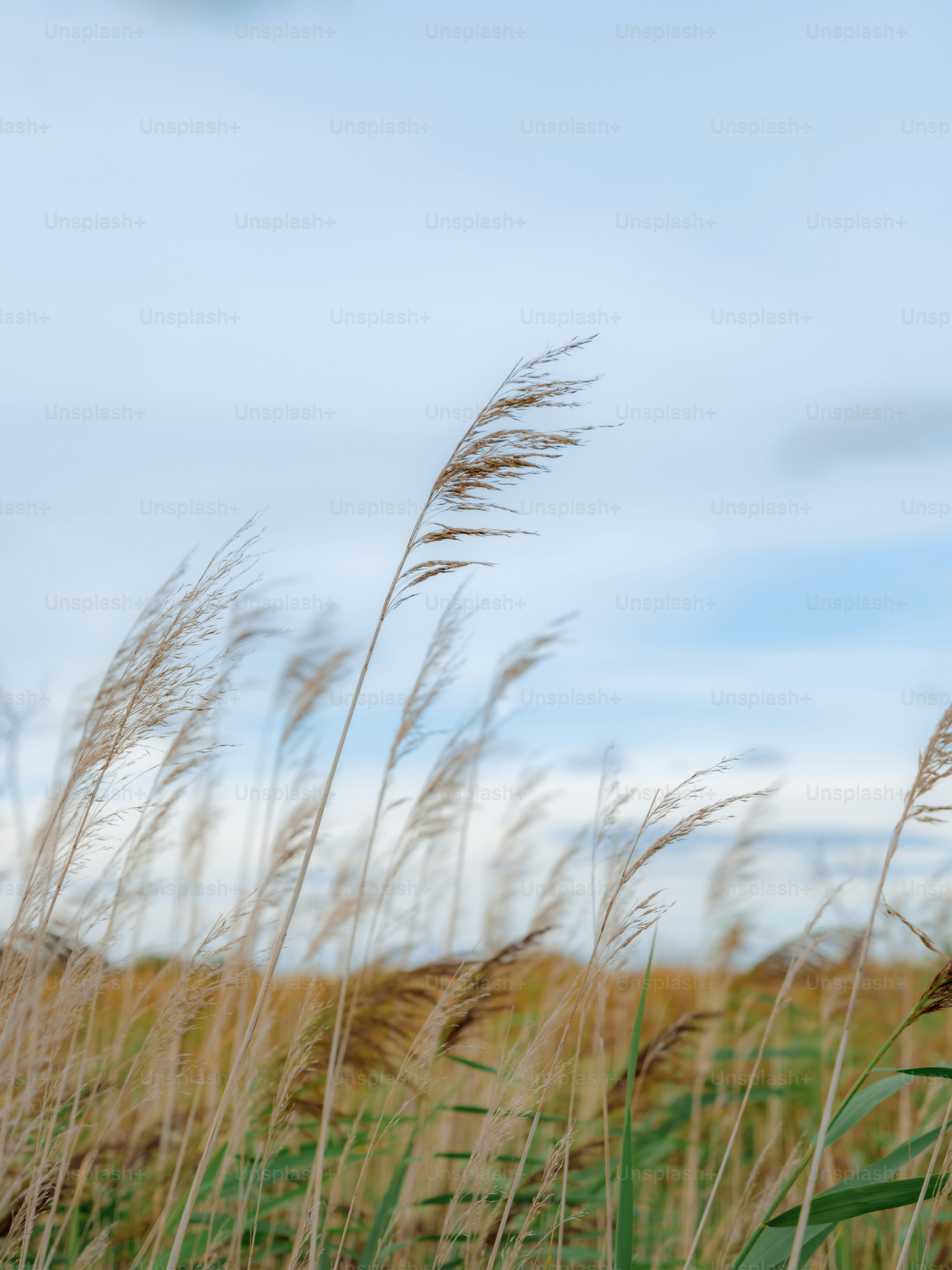 Tall dry reeds swaying in the wind against a pale blue sky