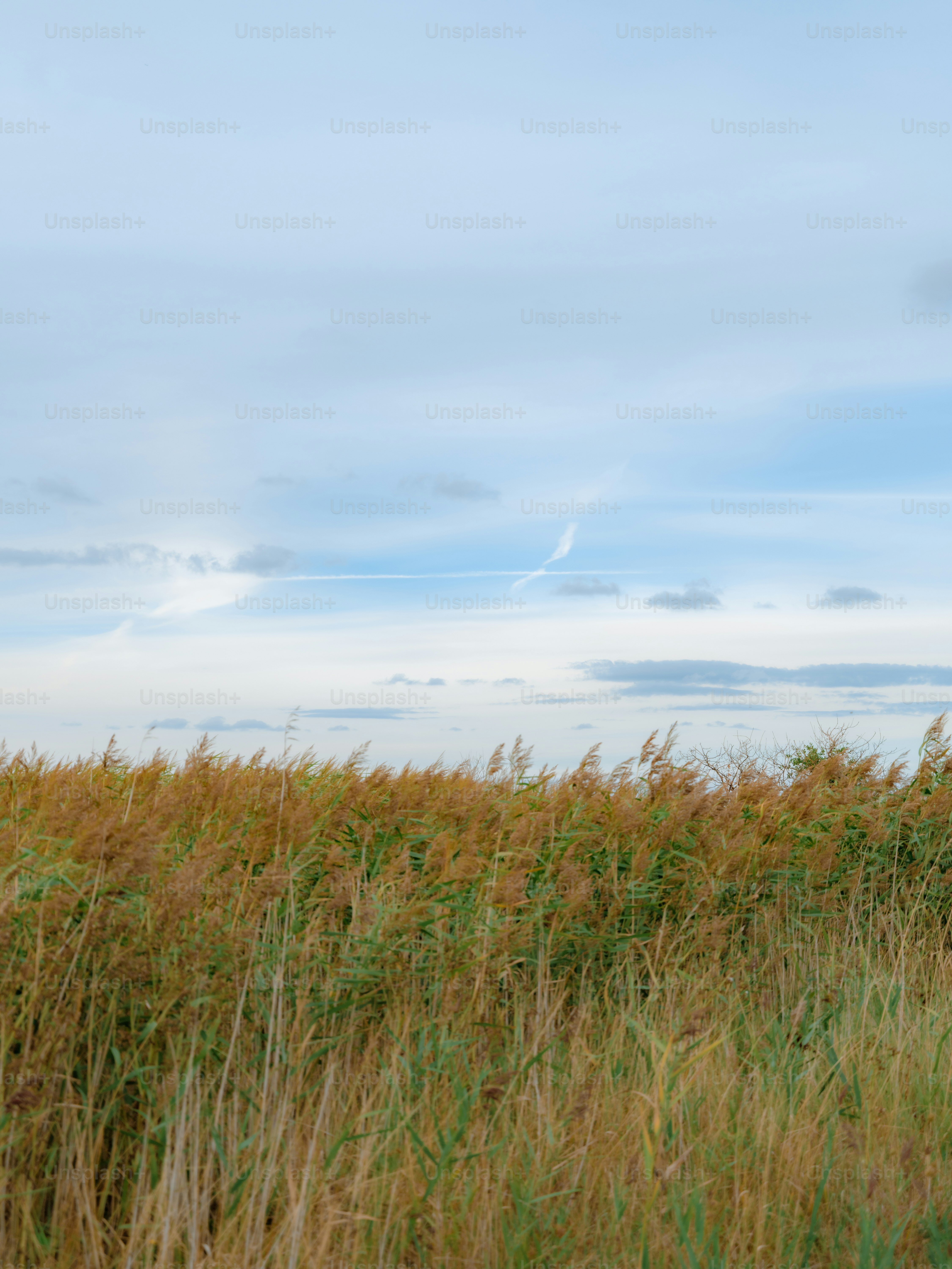 Tall golden reeds in a field under a pale blue sky with clouds