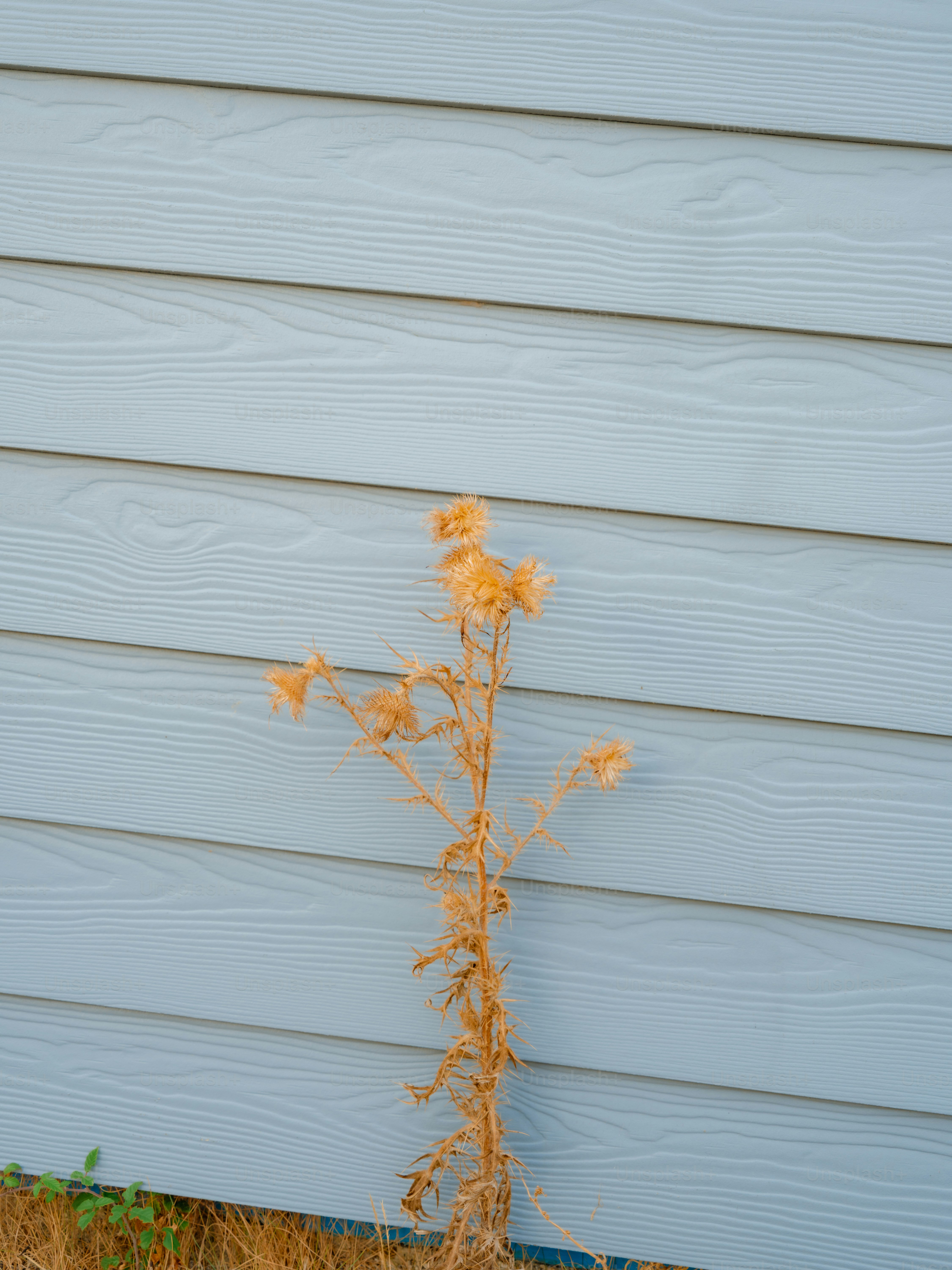 A dried golden thistle plant against light blue horizontal wooden siding