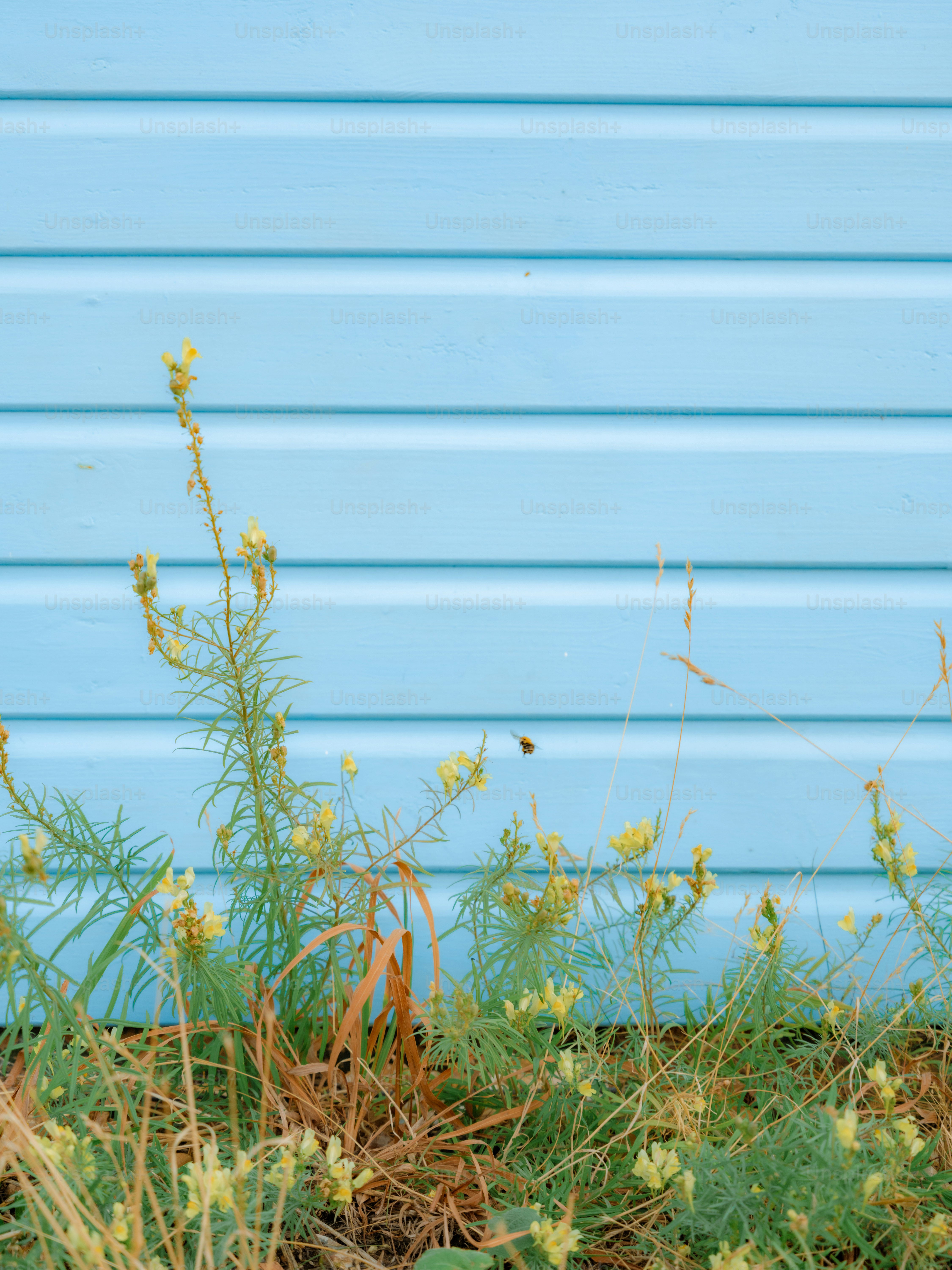 Yellow wildflowers growing against a light blue horizontal wooden wall