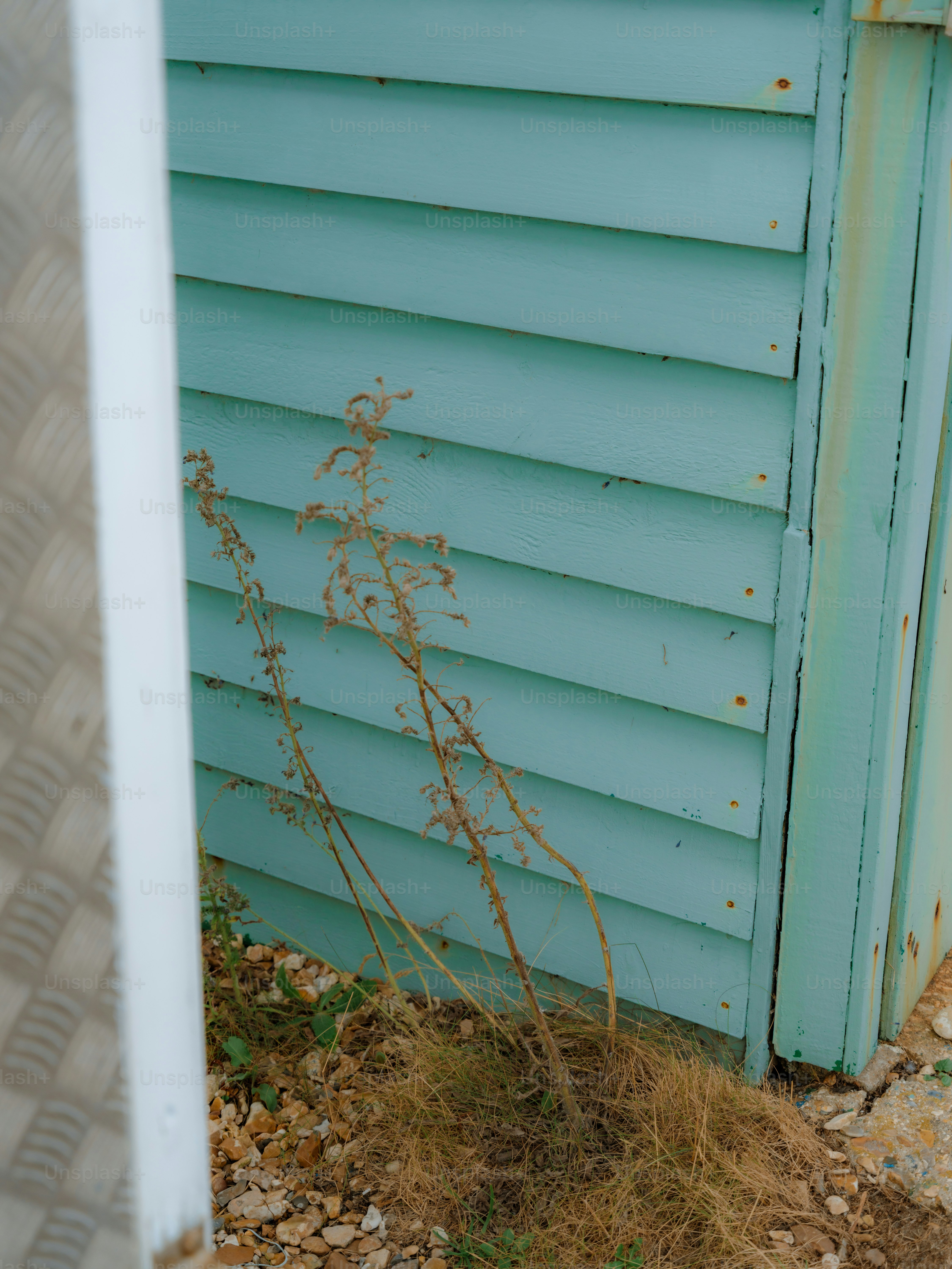 Dry weeds against light blue wooden siding on a building exterior