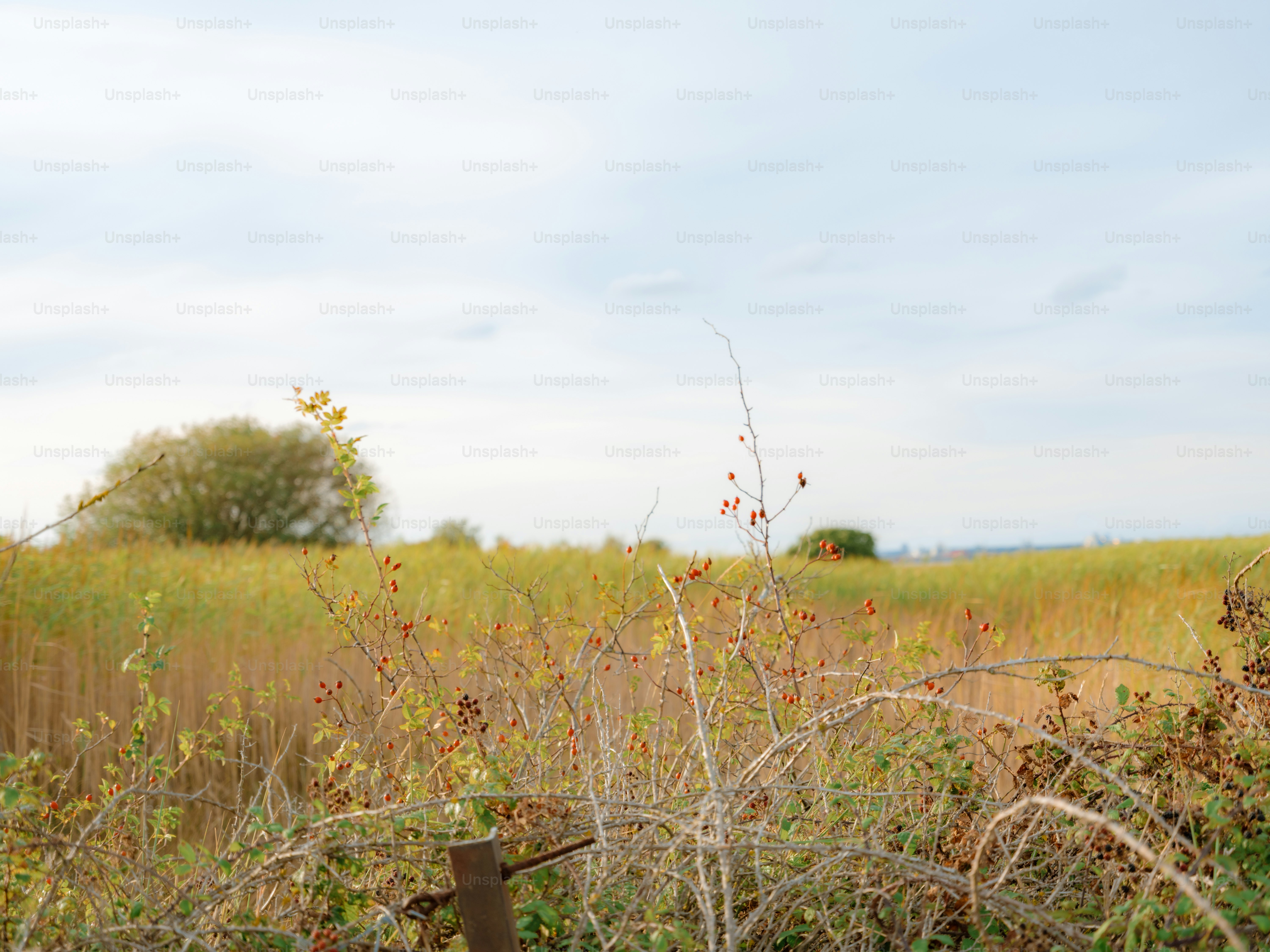 Rose hips on thorny branches in front of a field of tall grass