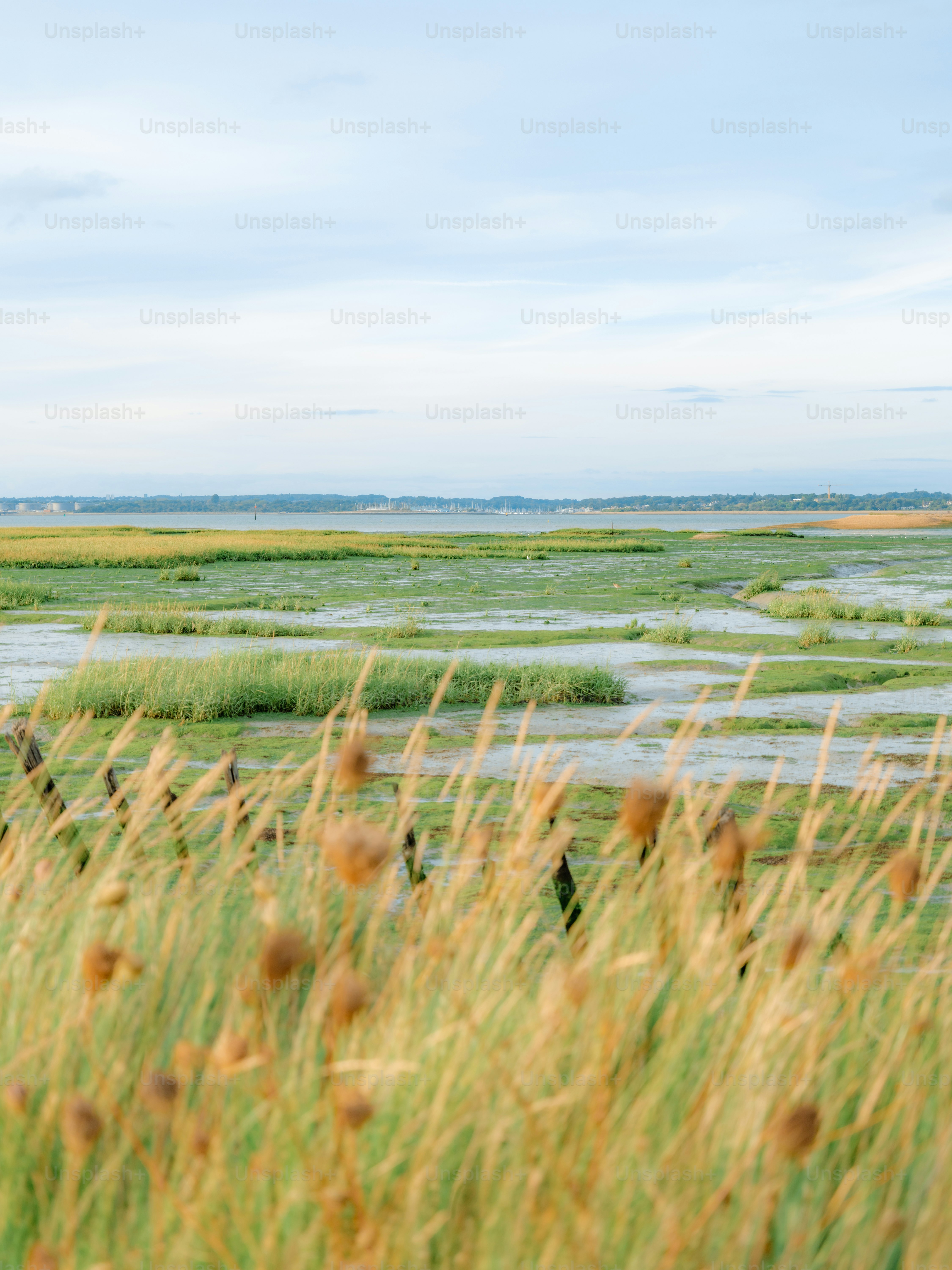 Tall golden grasses in the foreground overlooking a green tidal marsh at low tide