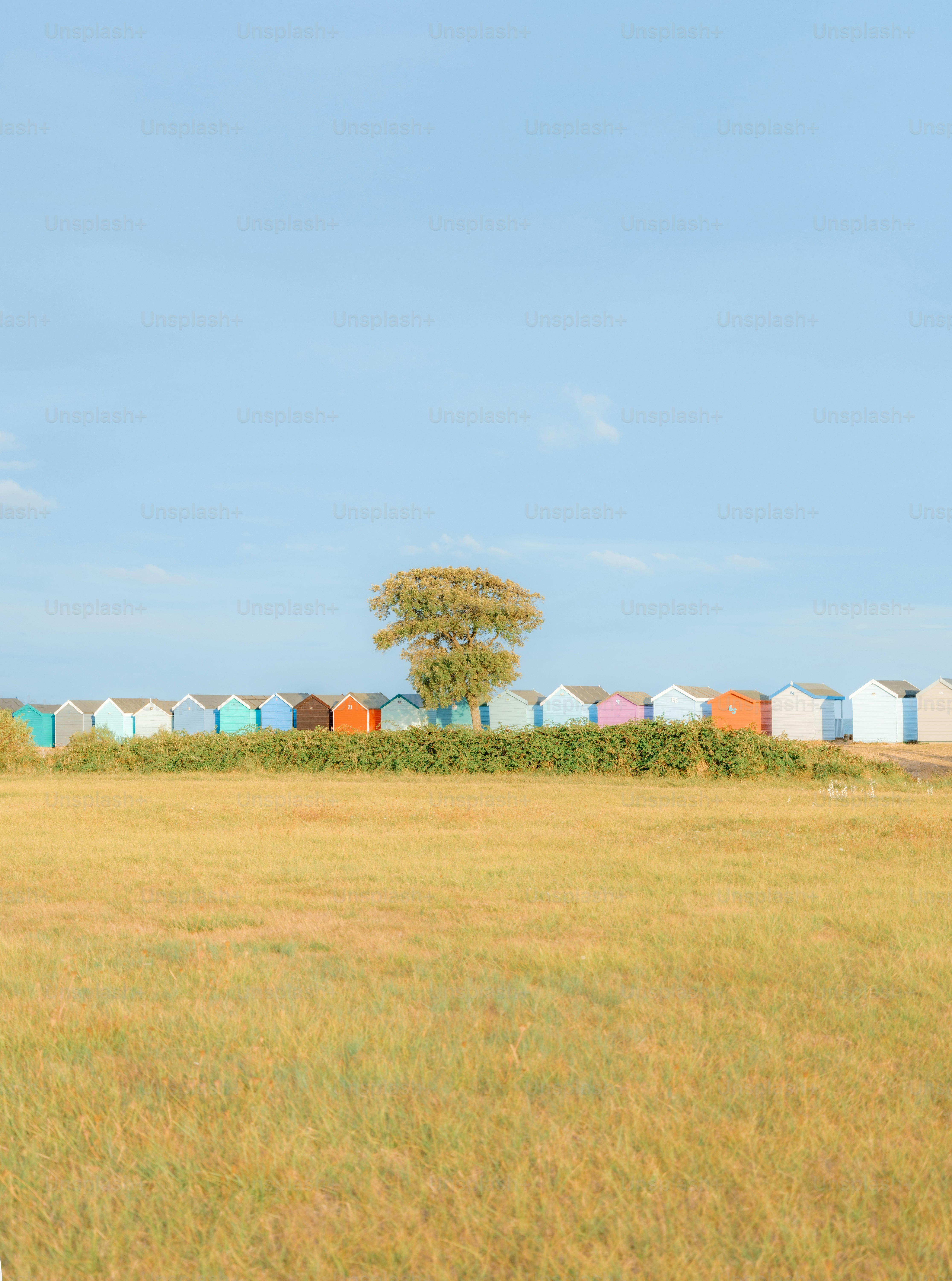 A row of colorful beach huts behind a green hedge and a single tree