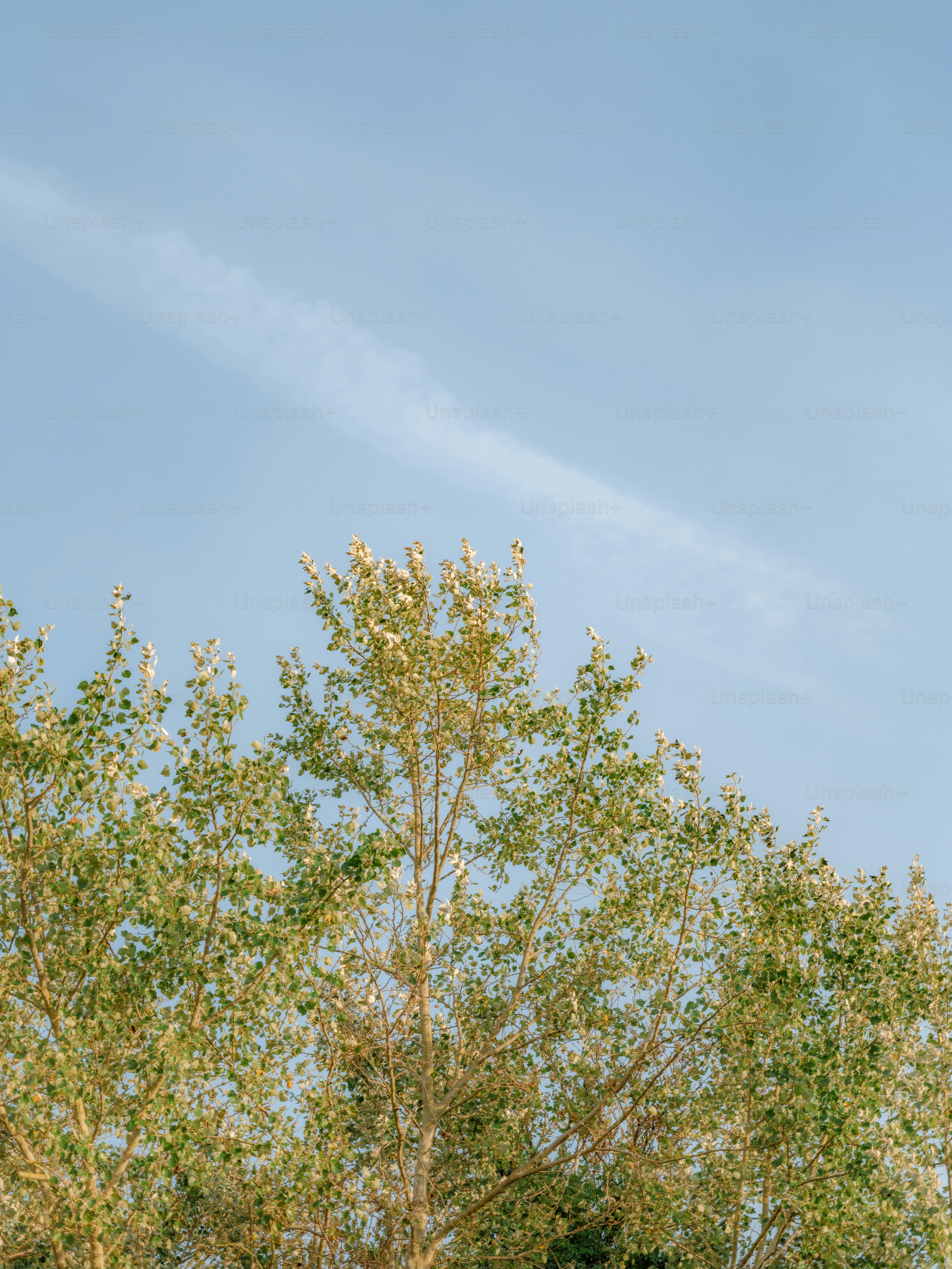 Green tree tops against a clear blue sky with a long white contrail