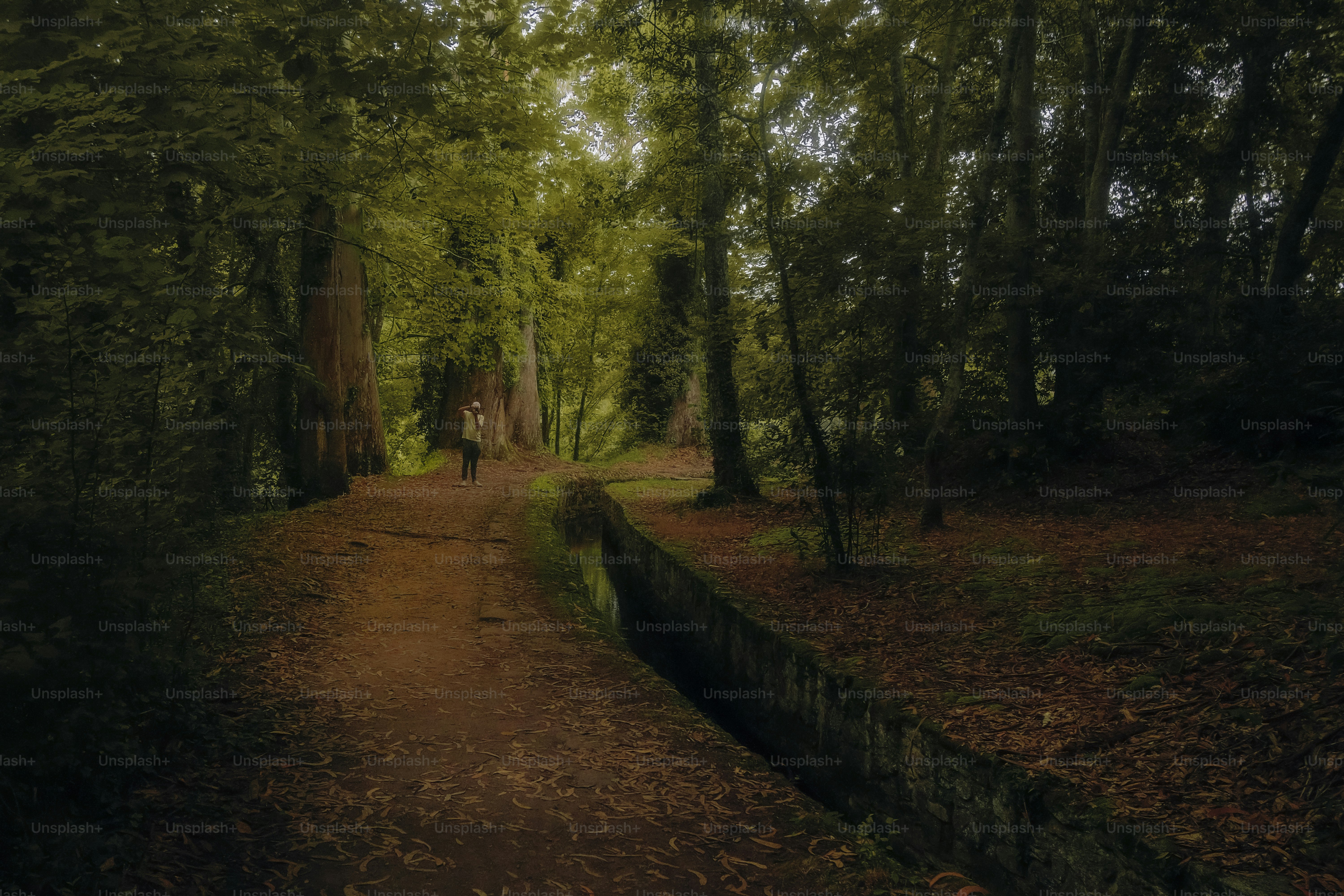Eine Person, die auf einem Feldweg durch einen dichten Wald mit hohen Bäumen geht