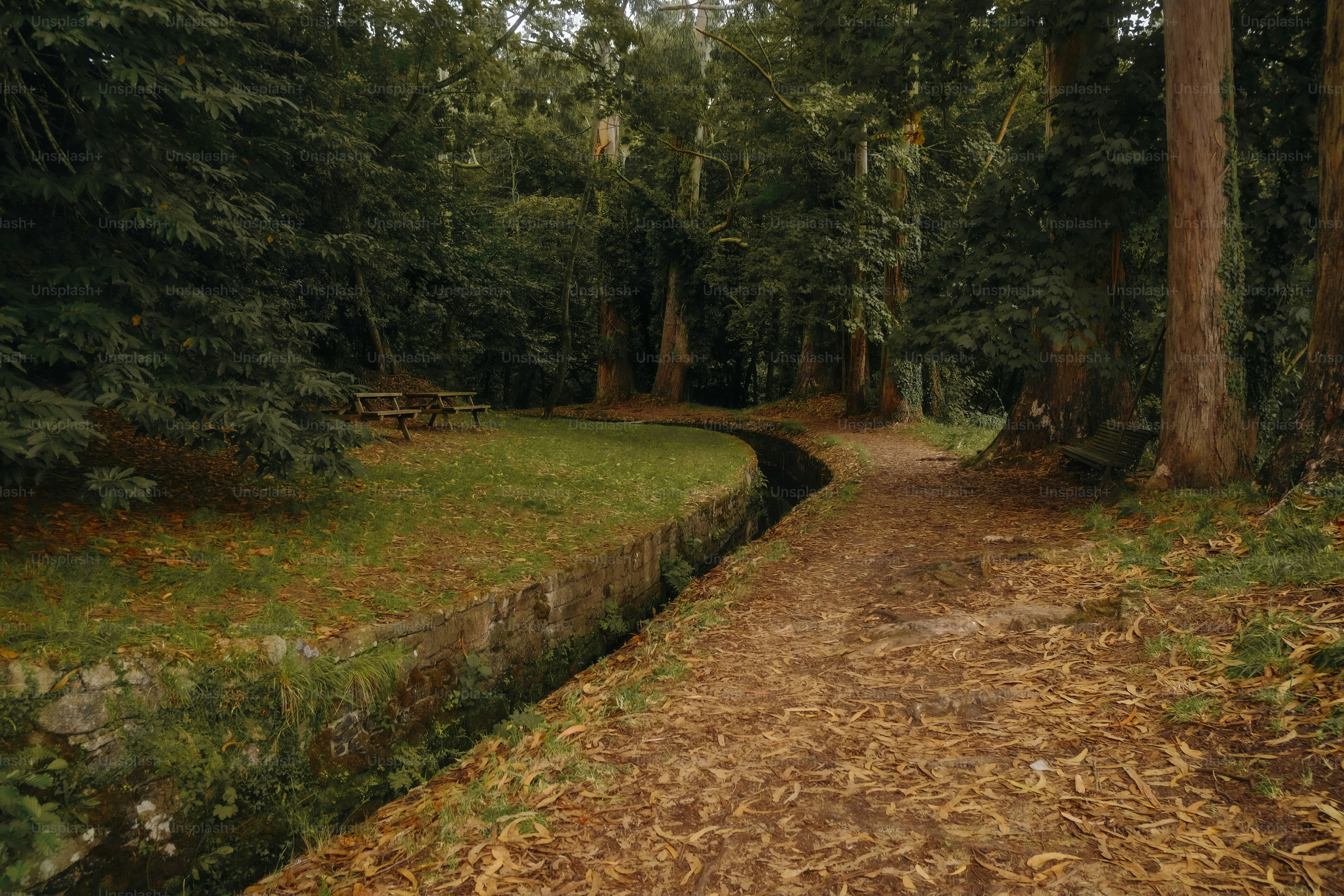 Ein Feldweg und ein Steinkanal, der durch einen Wald im Norden Spaniens führt