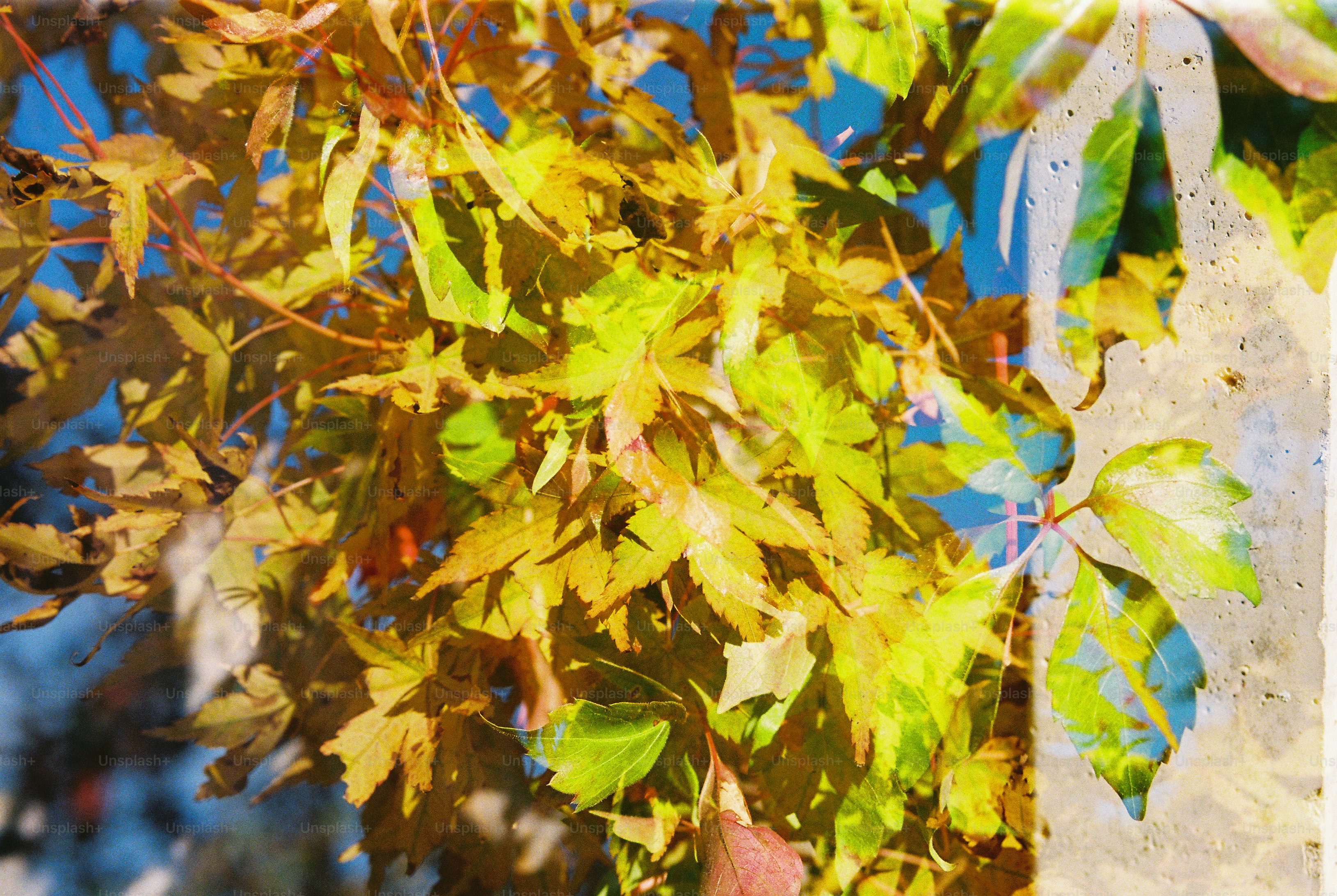 Double exposure of golden autumn leaves and pale stone against a blue sky