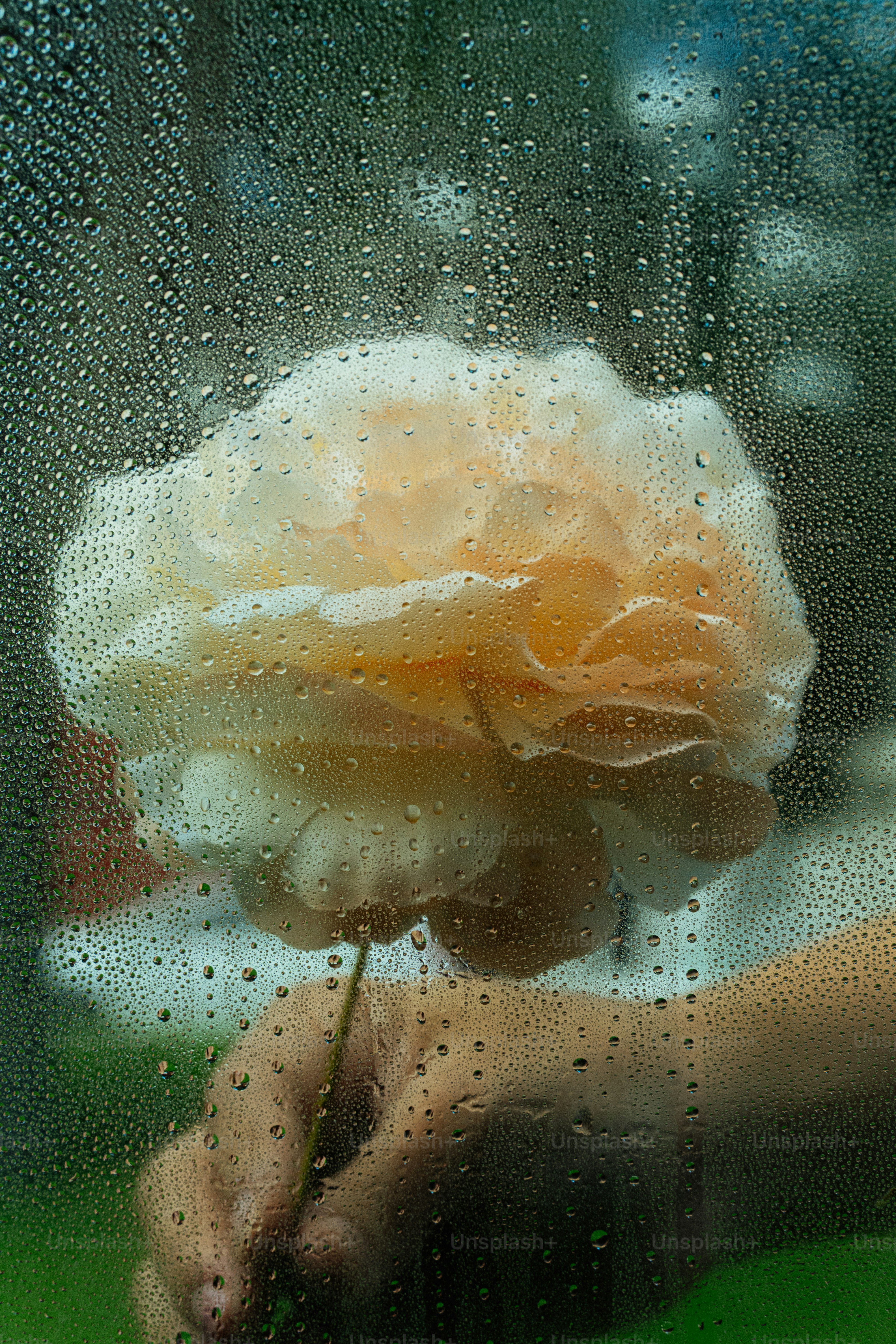 A hand holding a pale peach rose behind a glass pane covered in raindrops