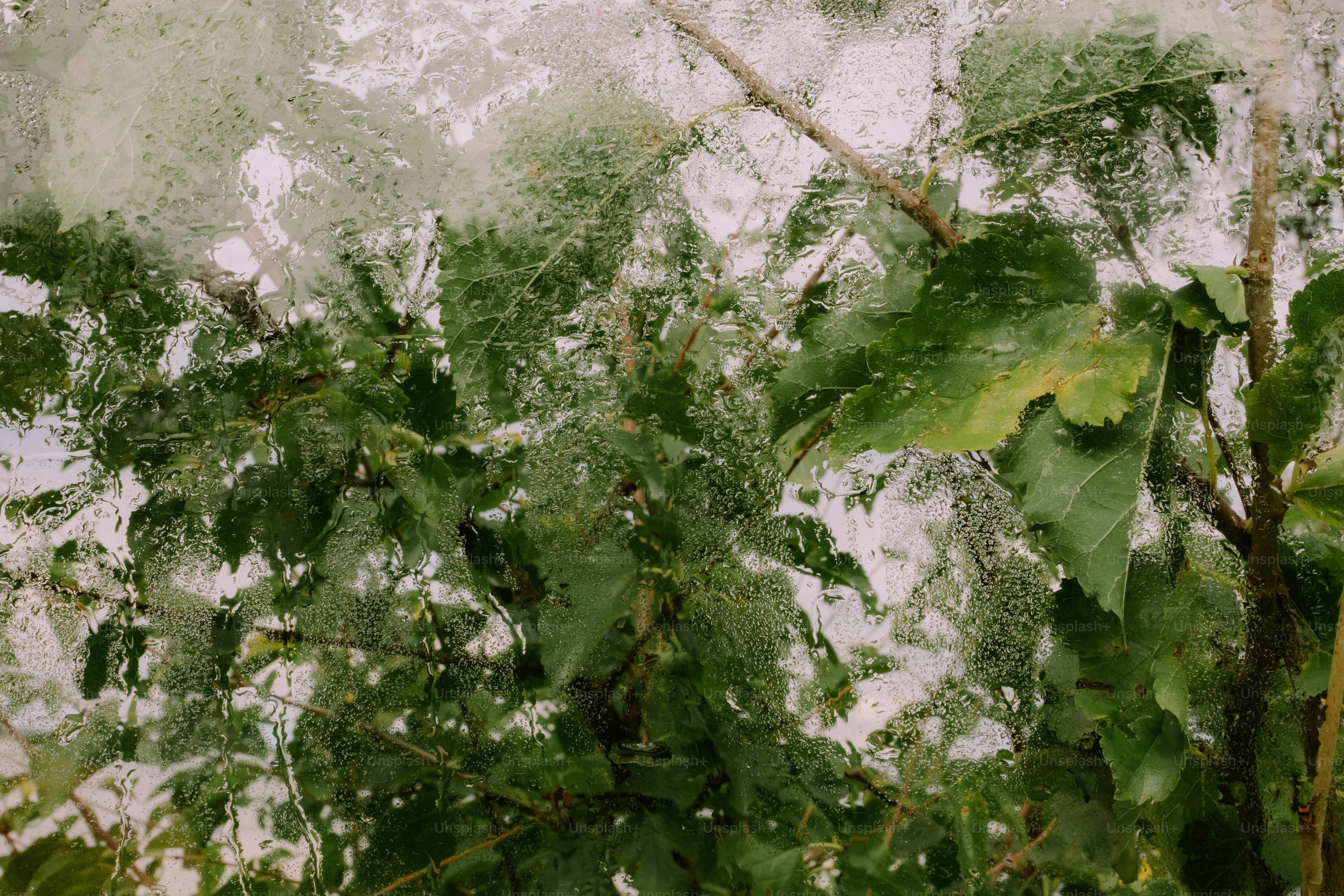 Green leaves seen through a window covered in raindrops on a rainy day