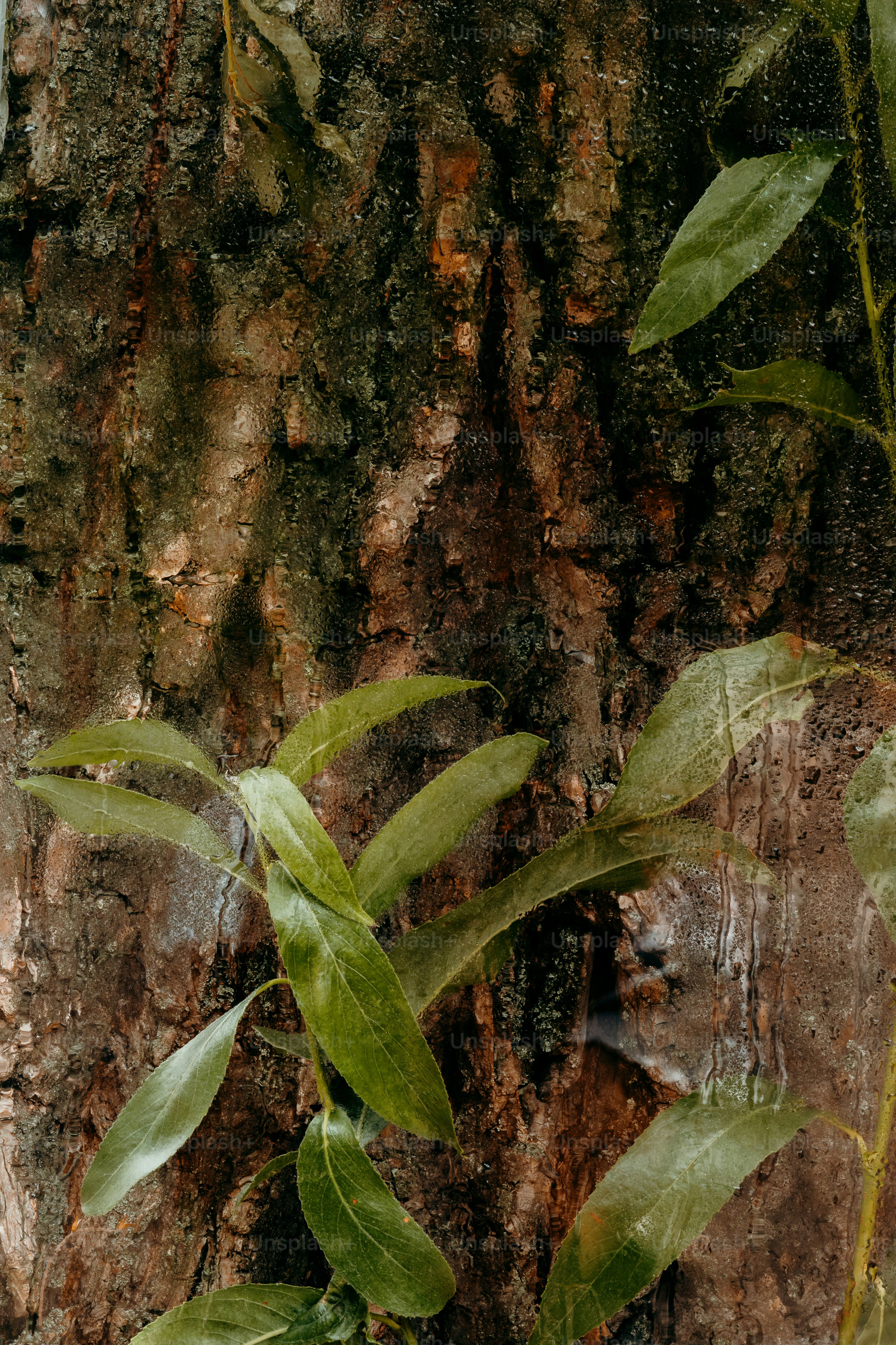 Green leaves against the textured brown bark of a tree trunk