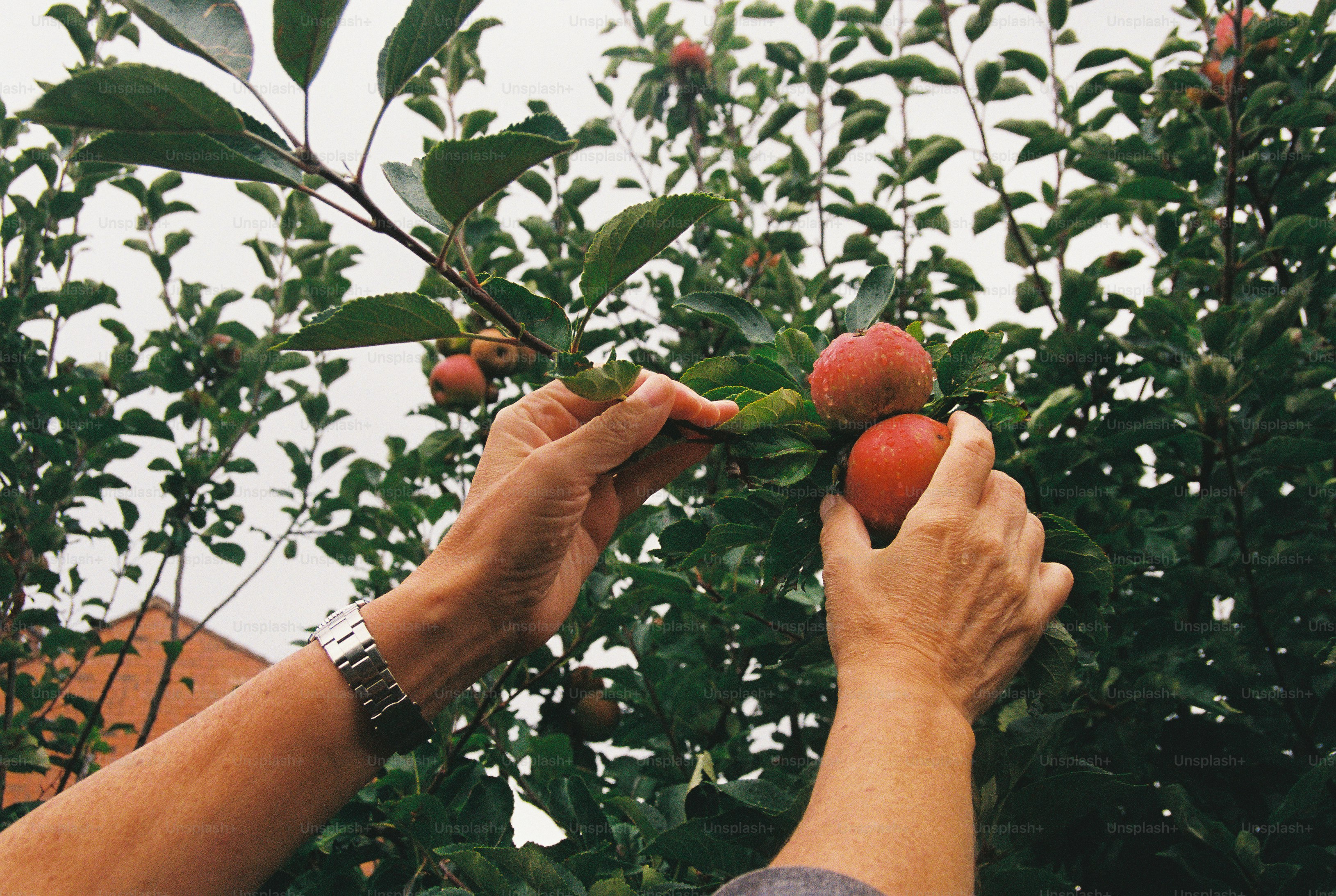 Hands picking red apples from a leafy tree in an orchard