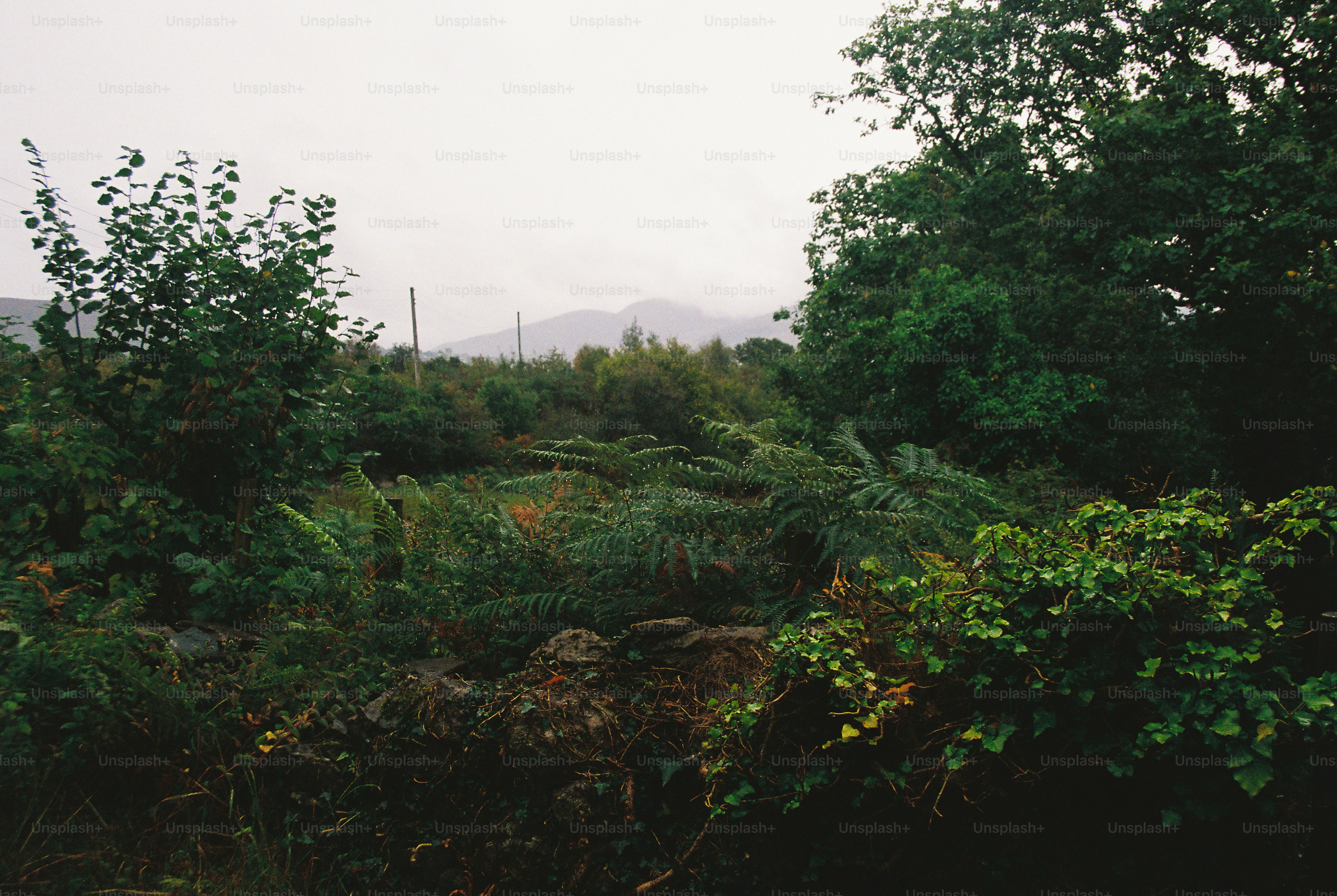 Lush green ferns and trees in a misty landscape with distant mountains