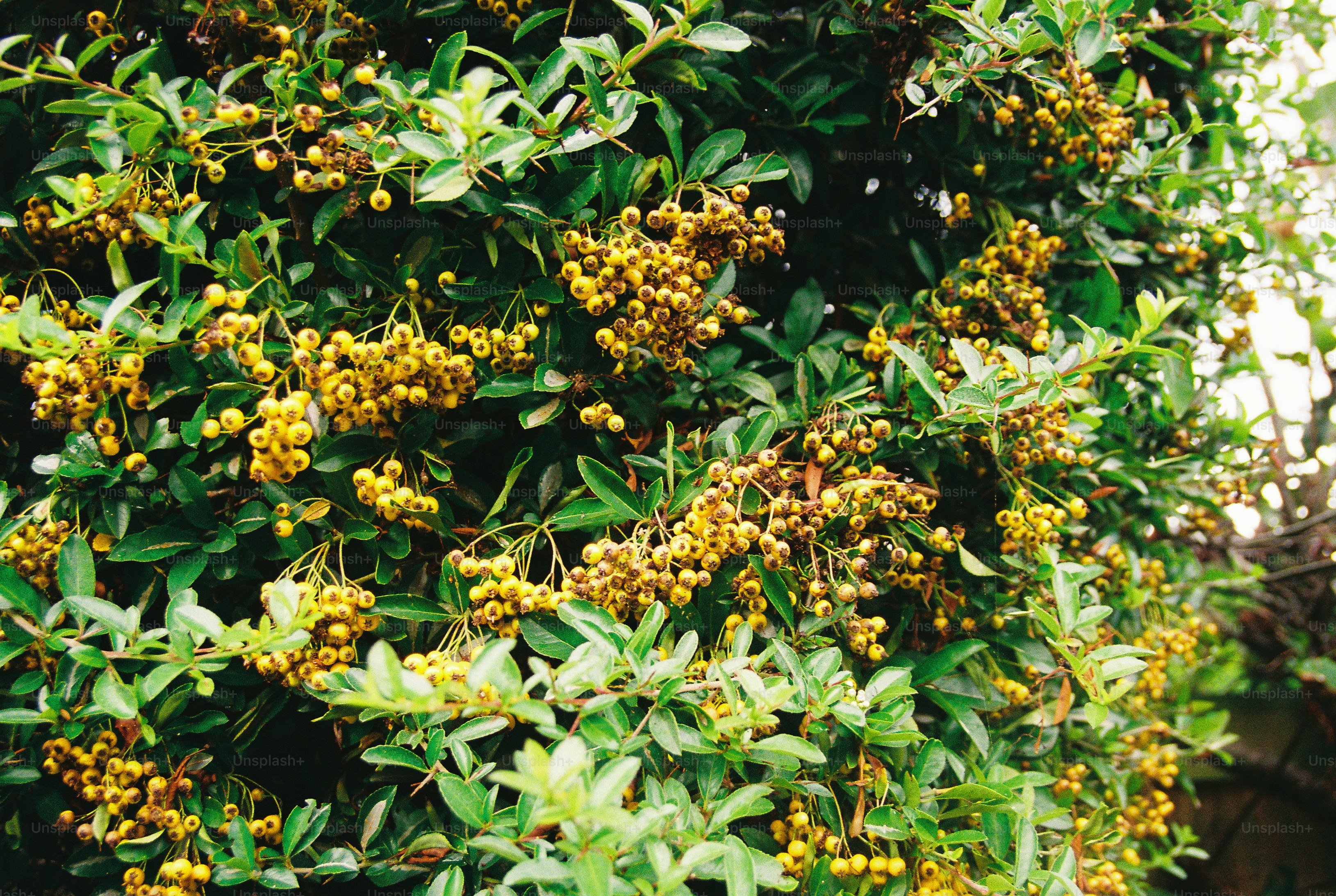 Clusters of small yellow berries growing on a dense green firethorn bush