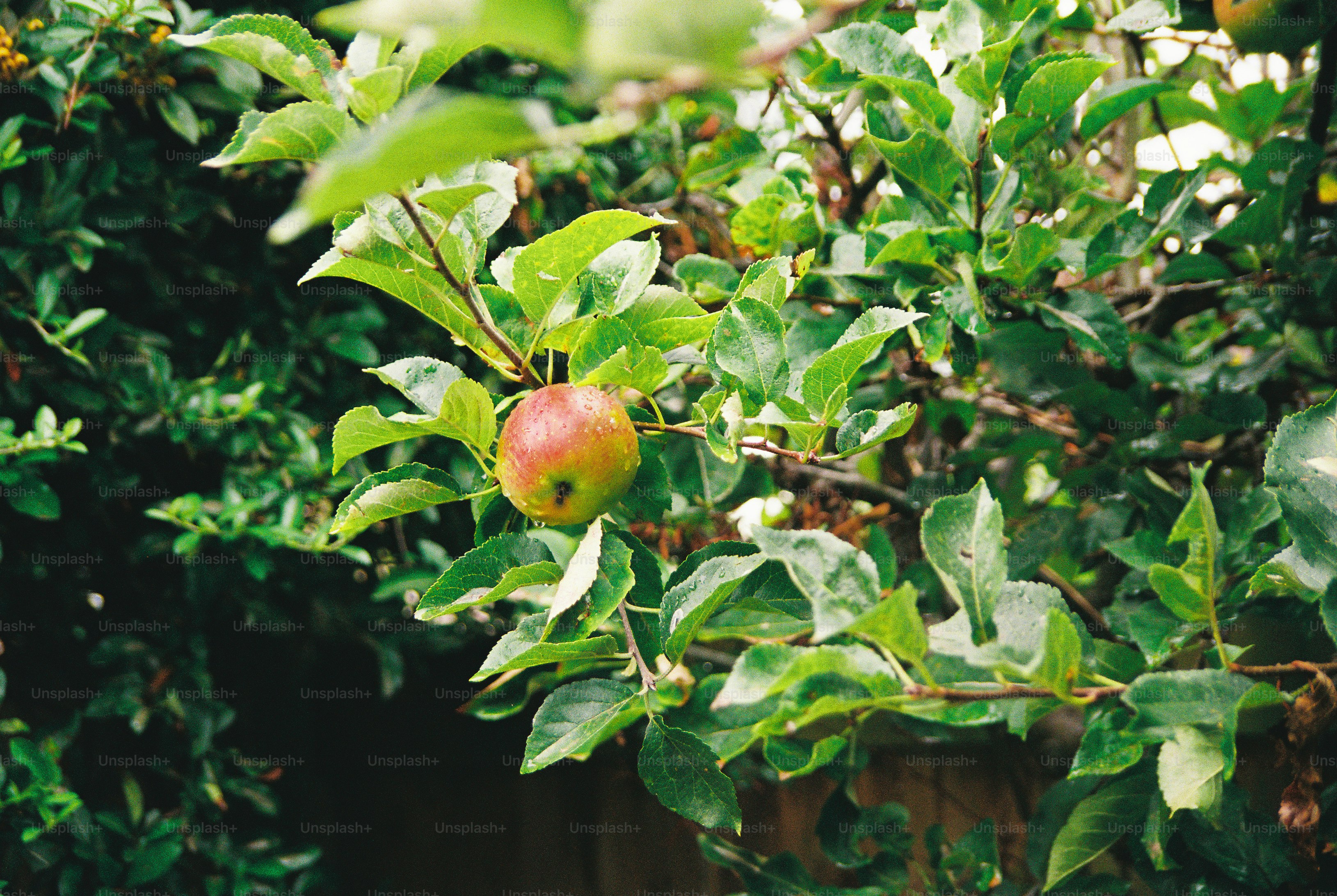 A single red and green apple hanging from a leafy branch