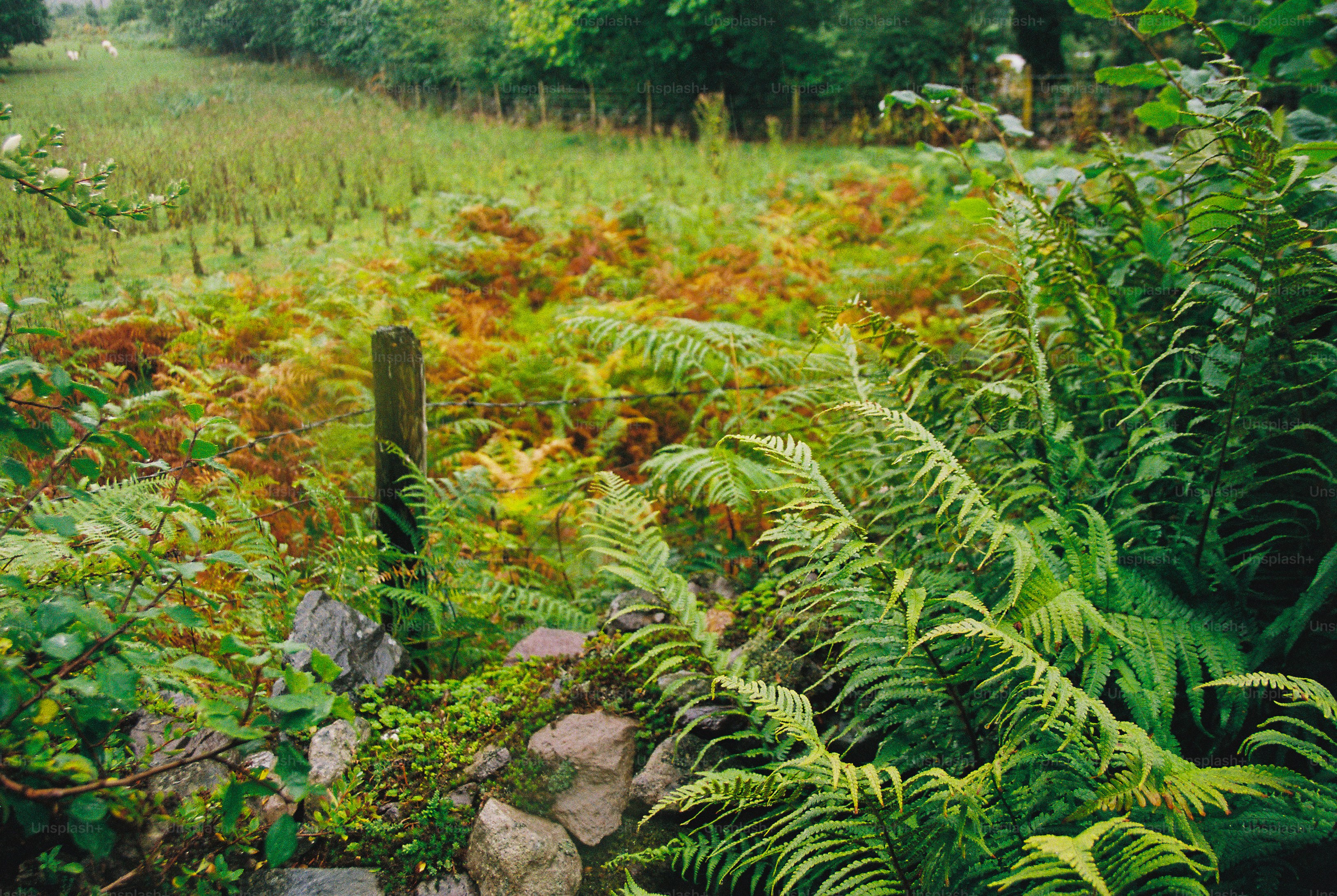 Green ferns growing beside a stone wall and a wire fence in a field