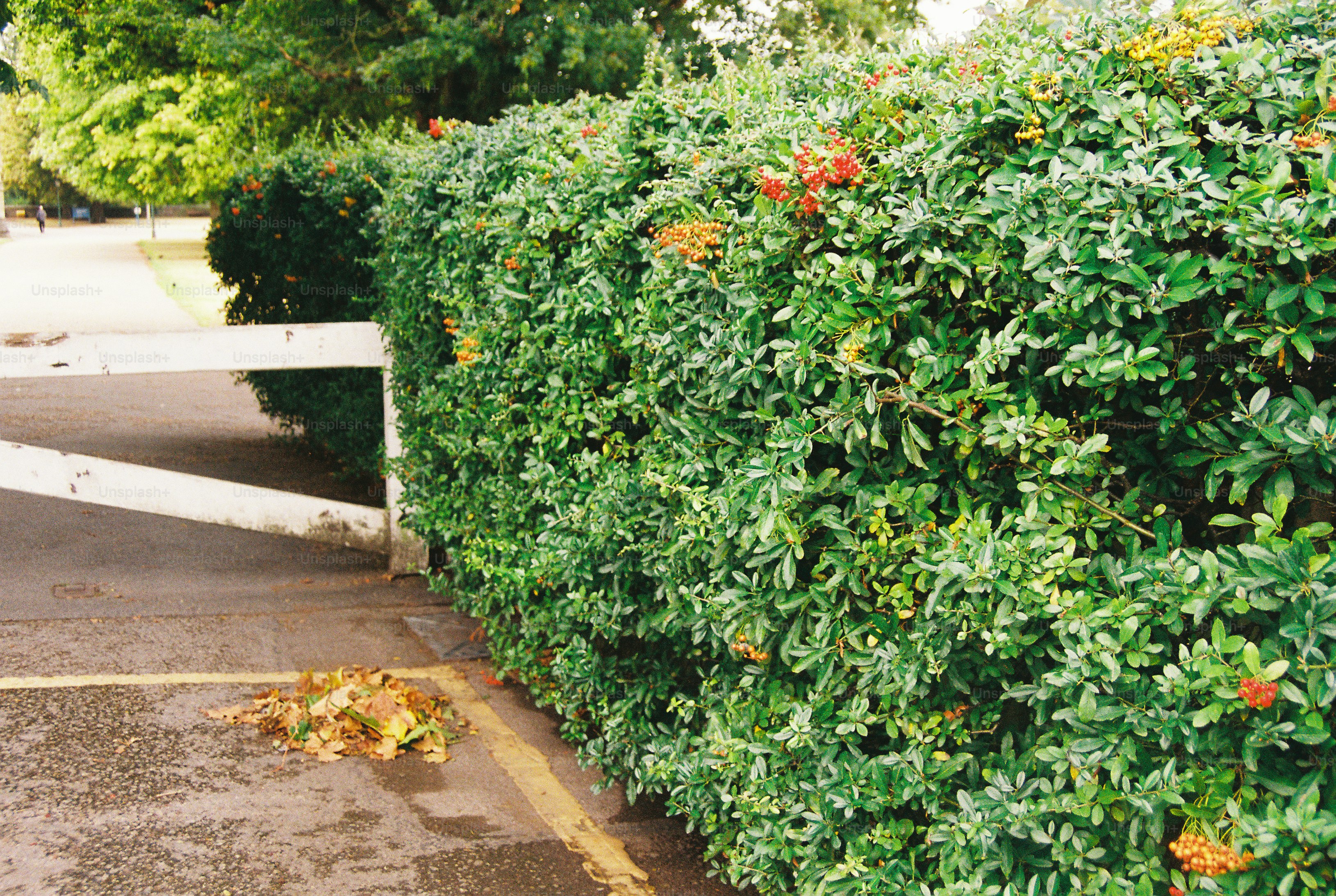 A dense green hedge with red berries beside a white wooden fence