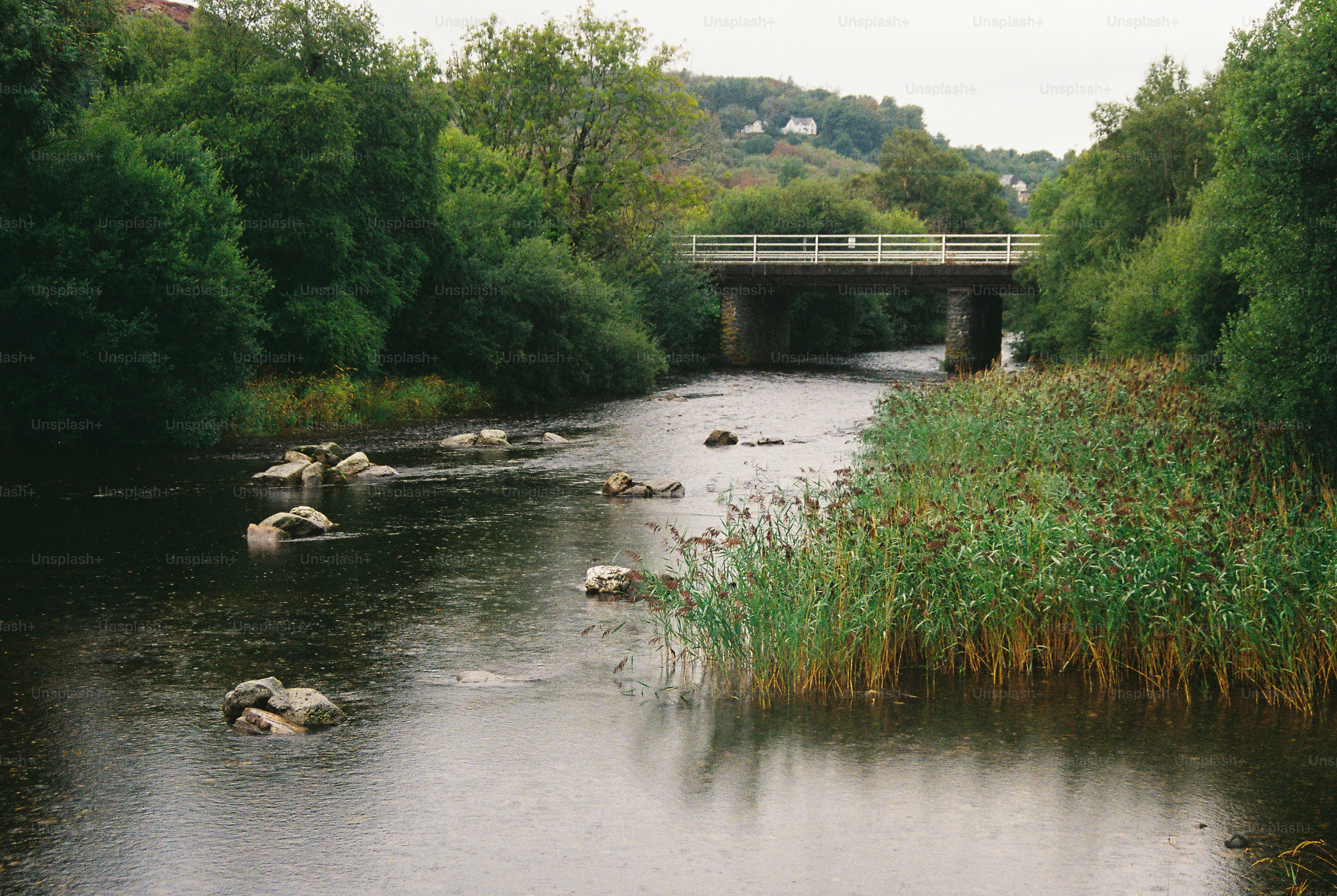 Ein Fluss, der unter einer Betonbrücke hindurchfließt, umgeben von üppig grünen Bäumen