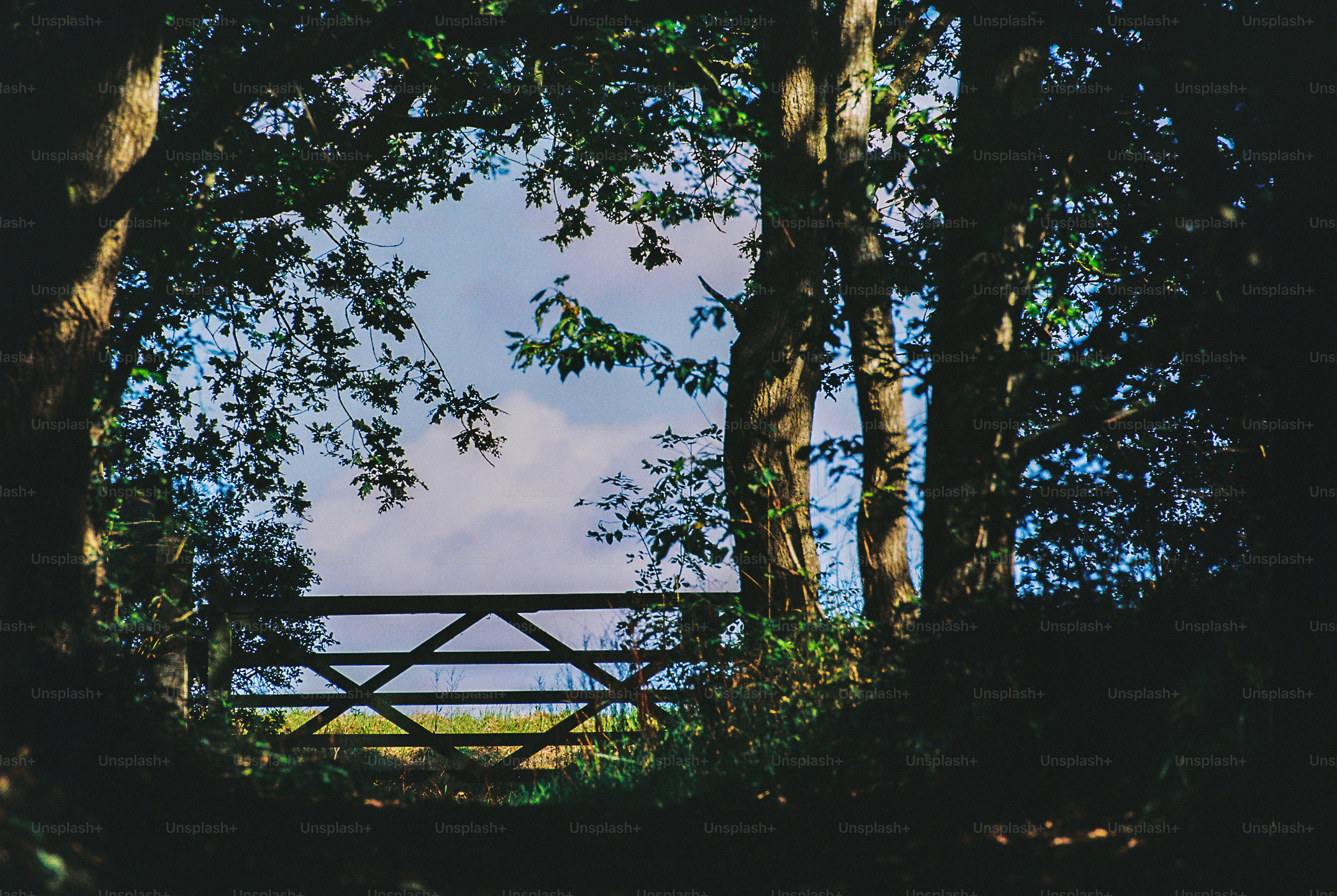 A wooden gate silhouetted against a bright sky and fields through dark trees