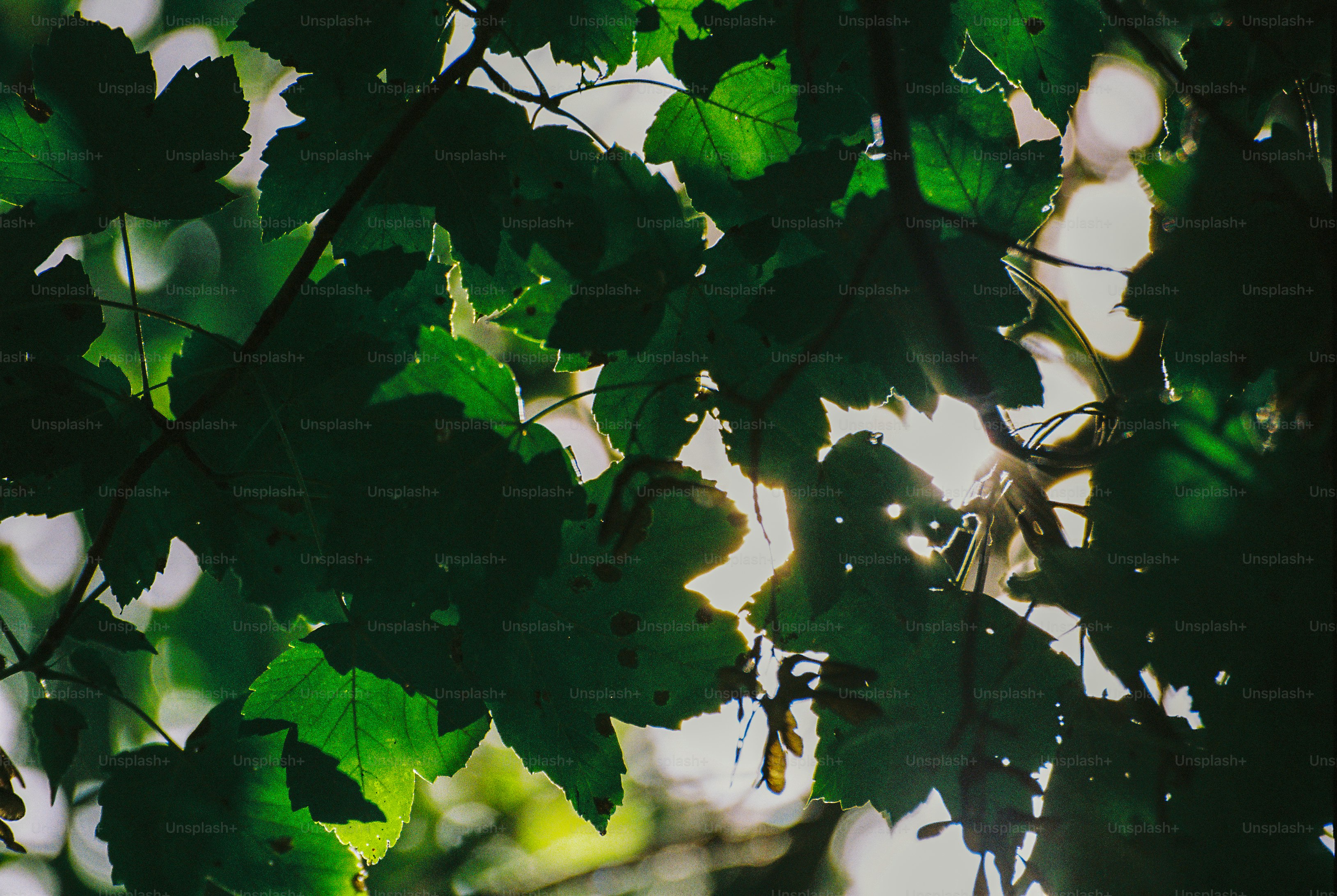 Bright sunlight filtering through green maple leaves in a dense forest canopy