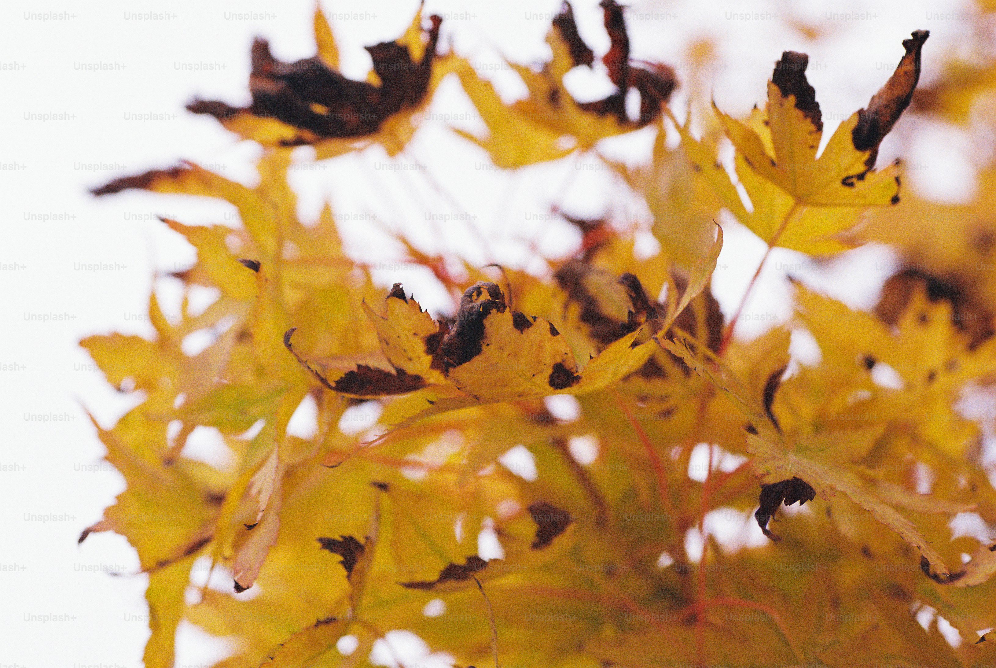 Golden maple leaves with brown edges against a bright overcast sky