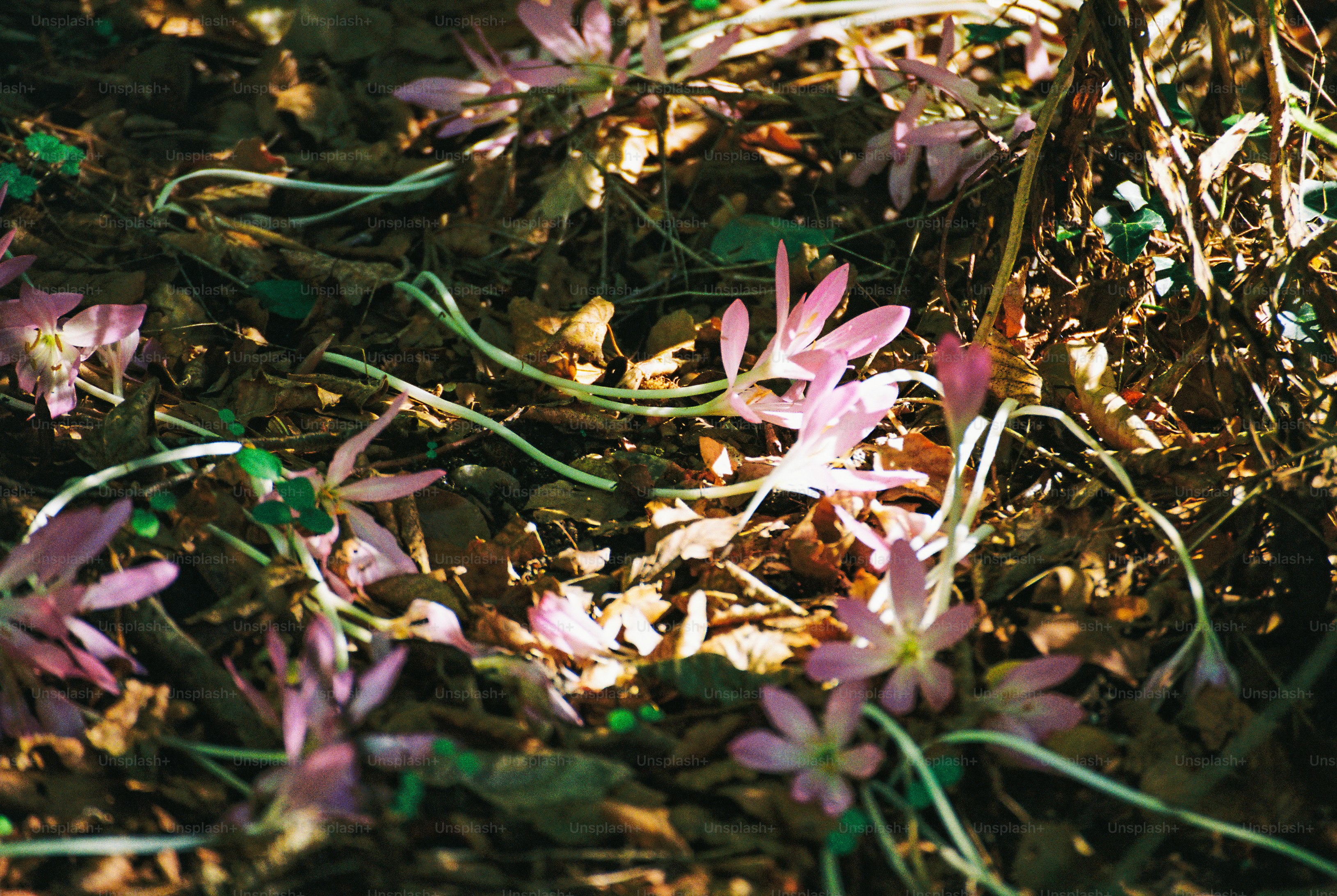 Pale pink autumn crocuses growing among fallen brown leaves on a woodland floor