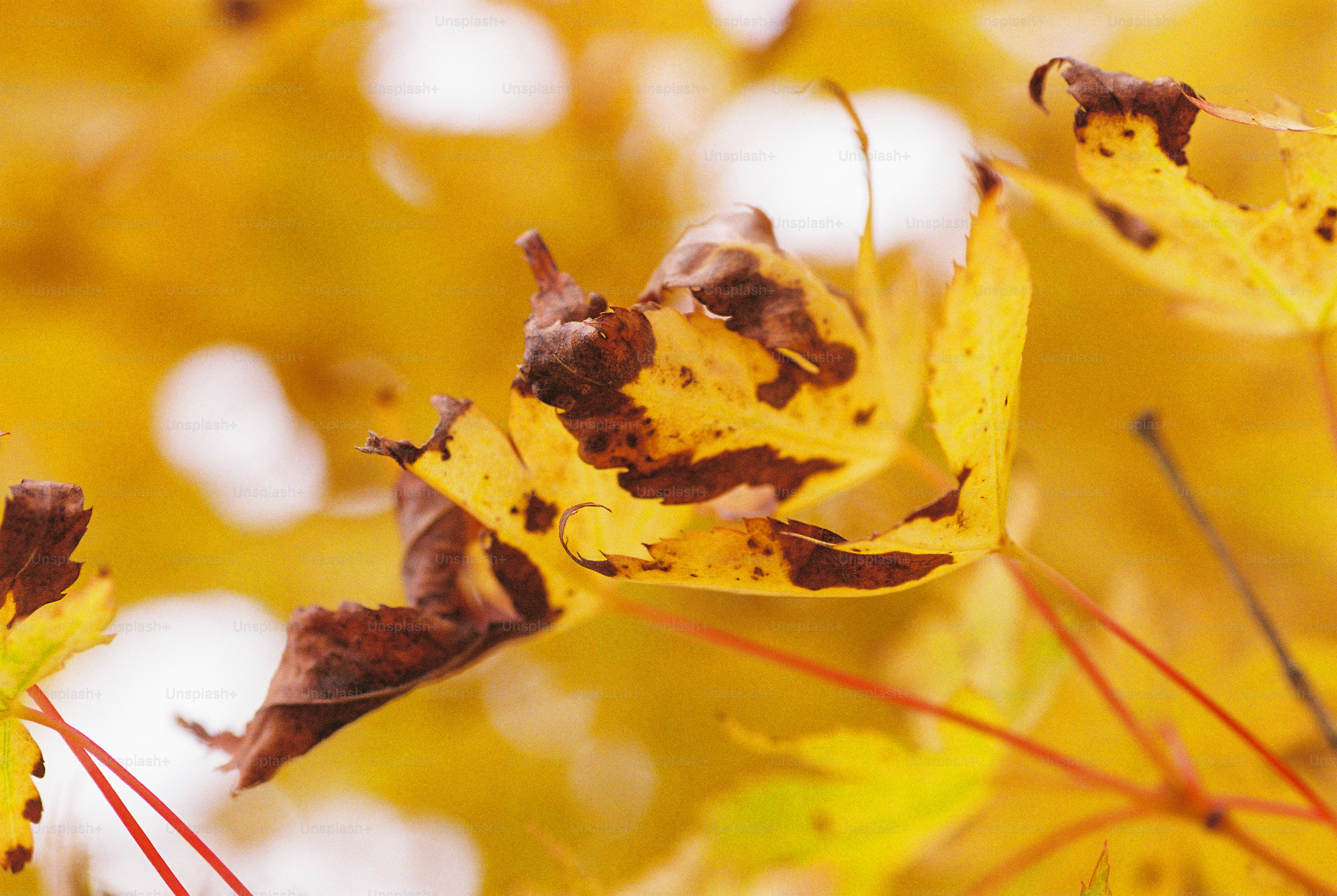 Curled yellow and brown maple leaves against a soft golden background