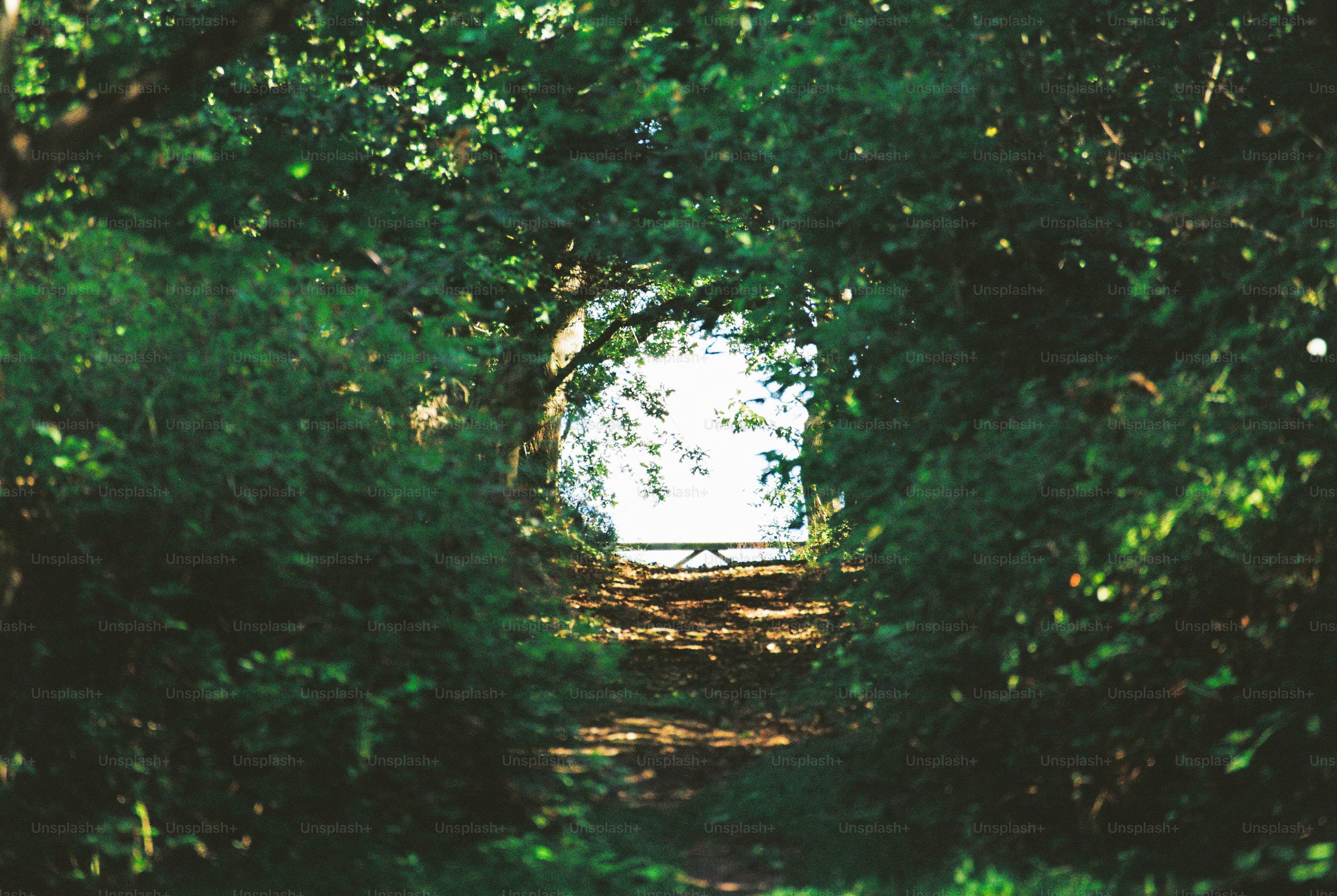 A dark tunnel of overhanging trees framing a bright clearing and distant fence