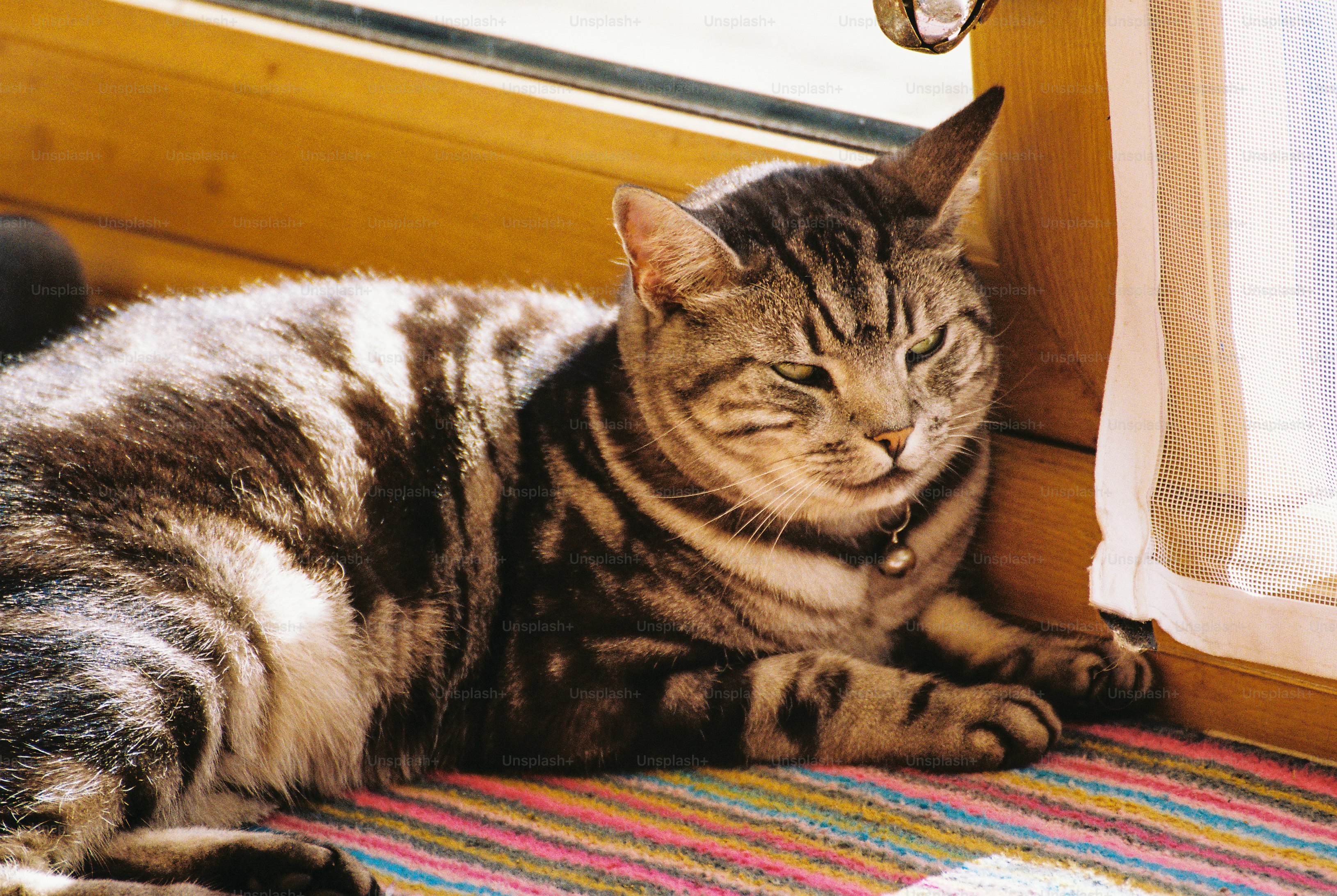 A tabby cat with a small bell collar resting on a striped rug