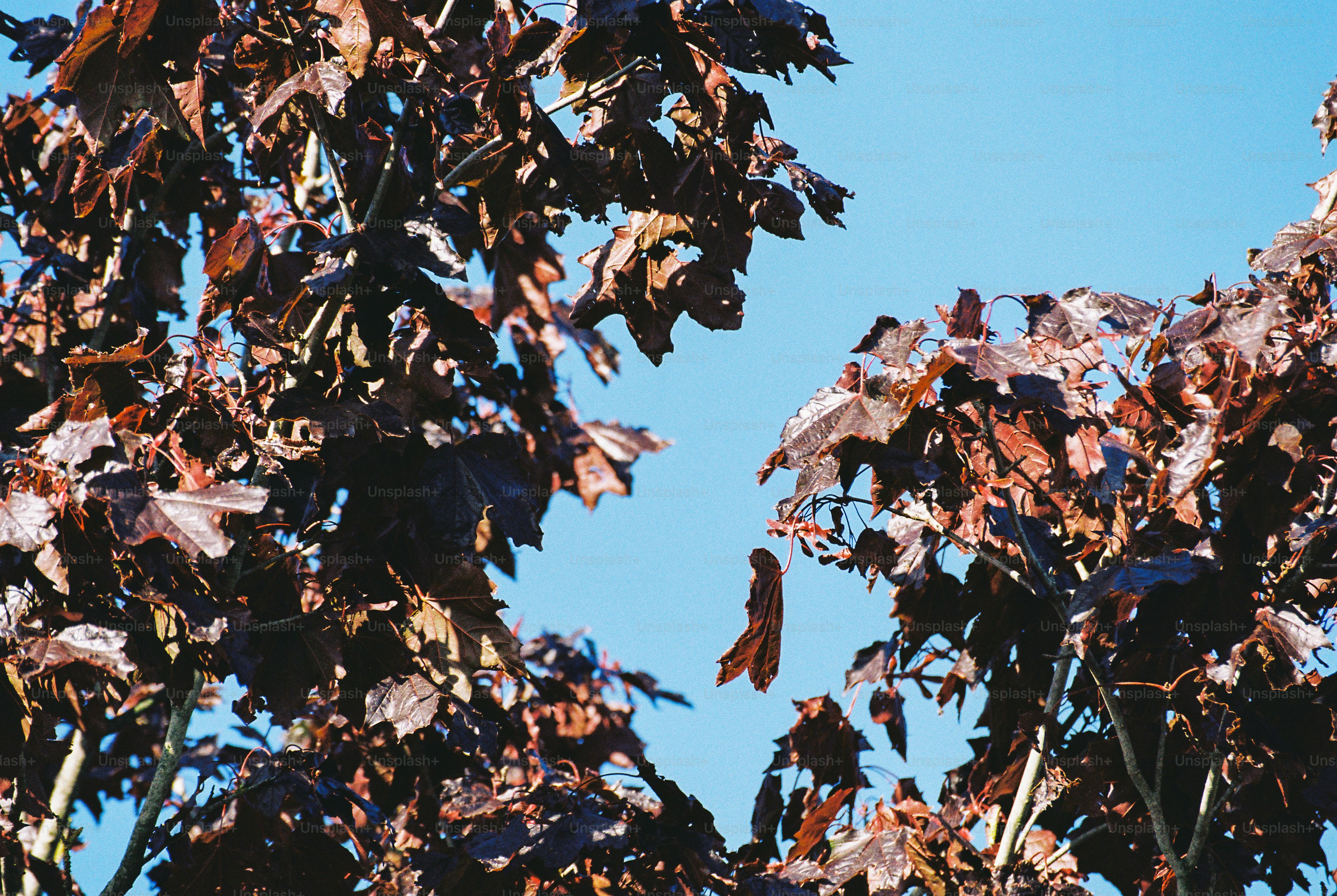 Dark crimson autumn leaves against a clear blue sky, backlit by low sun