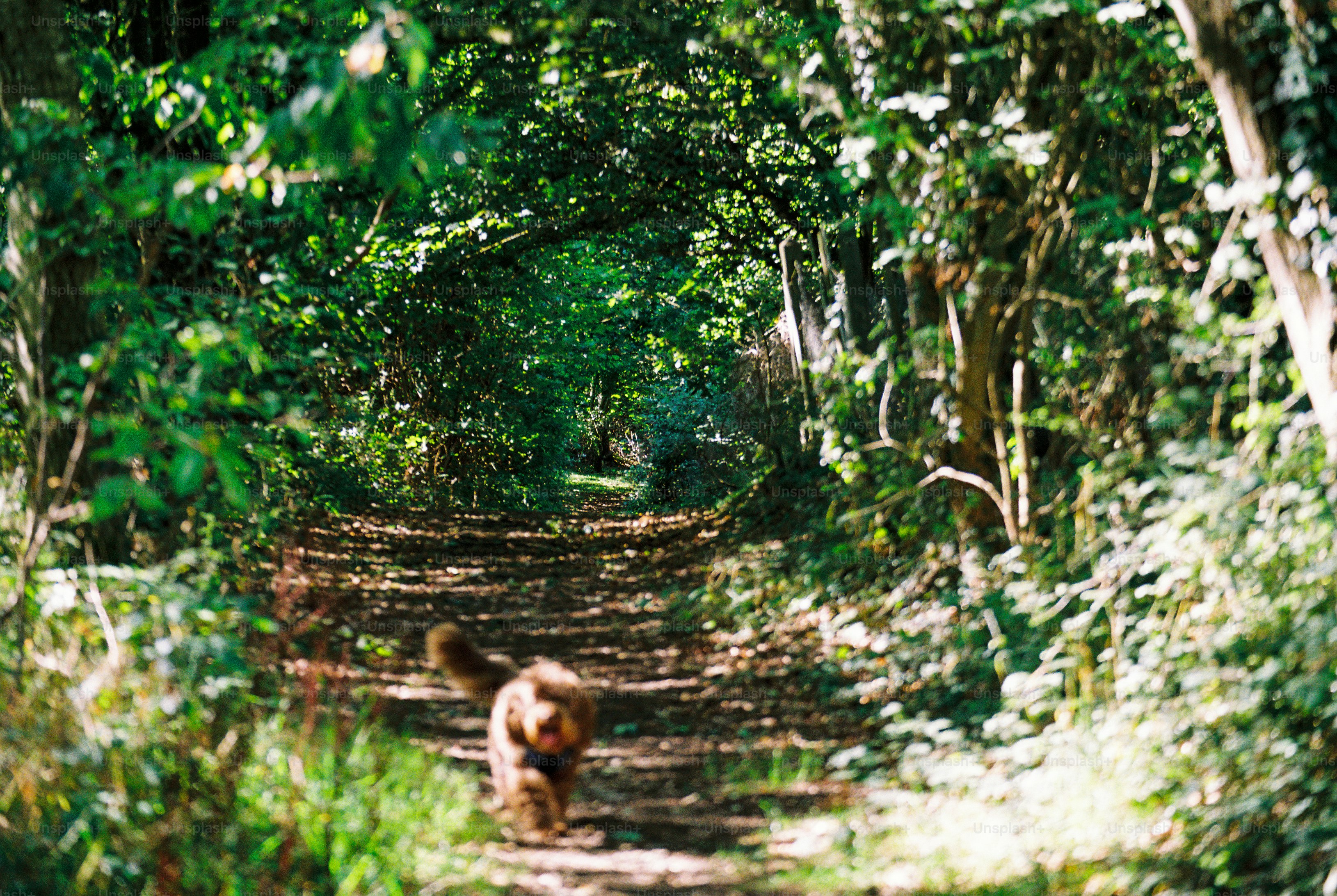 A curly dog running along a sunlit dirt path under an arching tree tunnel