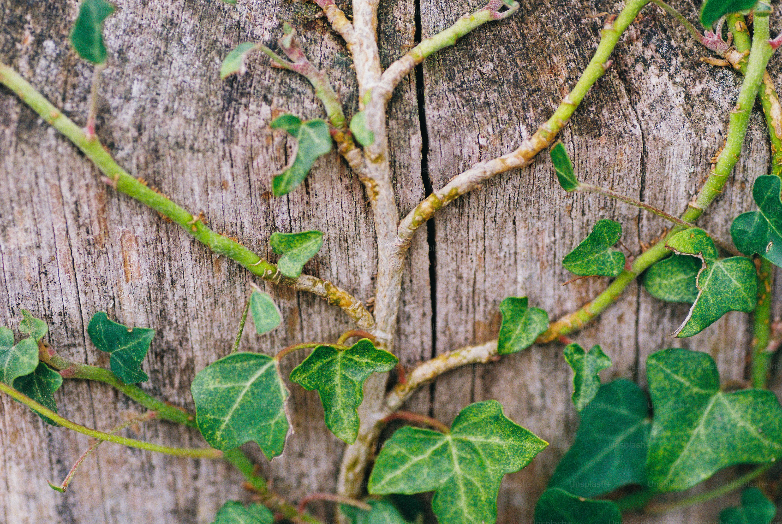 Green ivy vines climbing the textured grey bark of a tree in dappled light