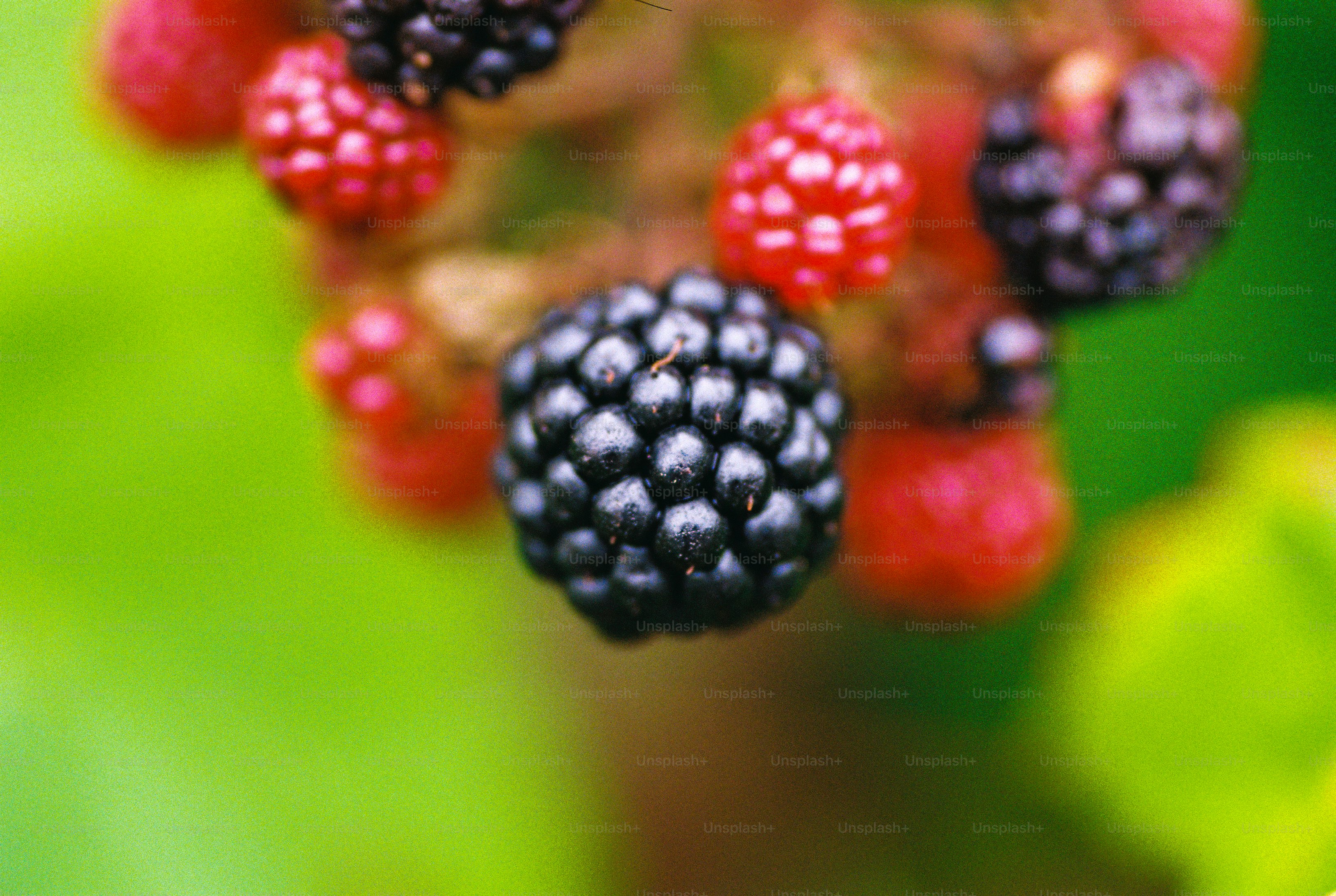 Glossy black blackberries and red unripe berries on a bramble in soft green light