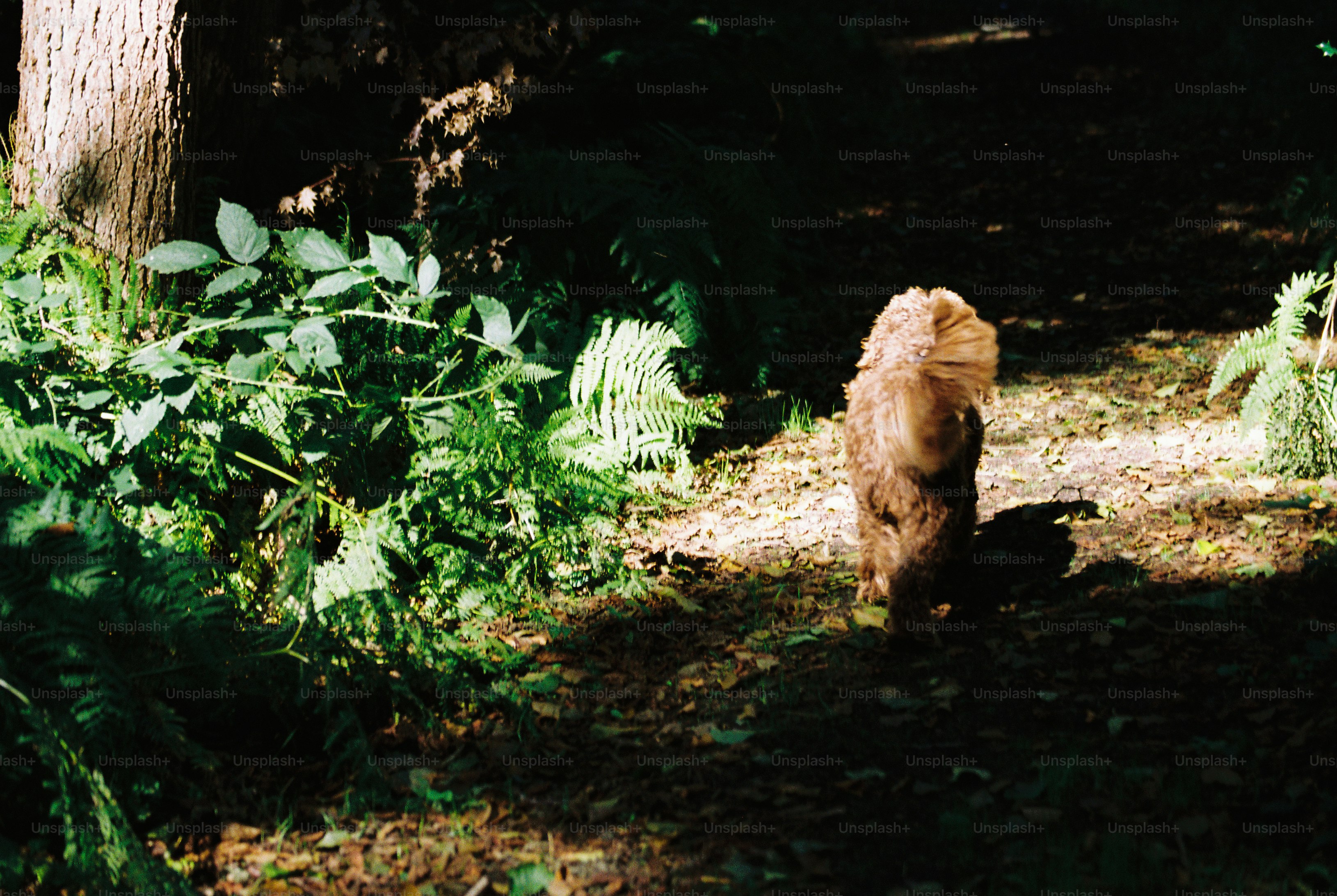 A shaggy dog walking along a shaded woodland trail edged with bright green ferns