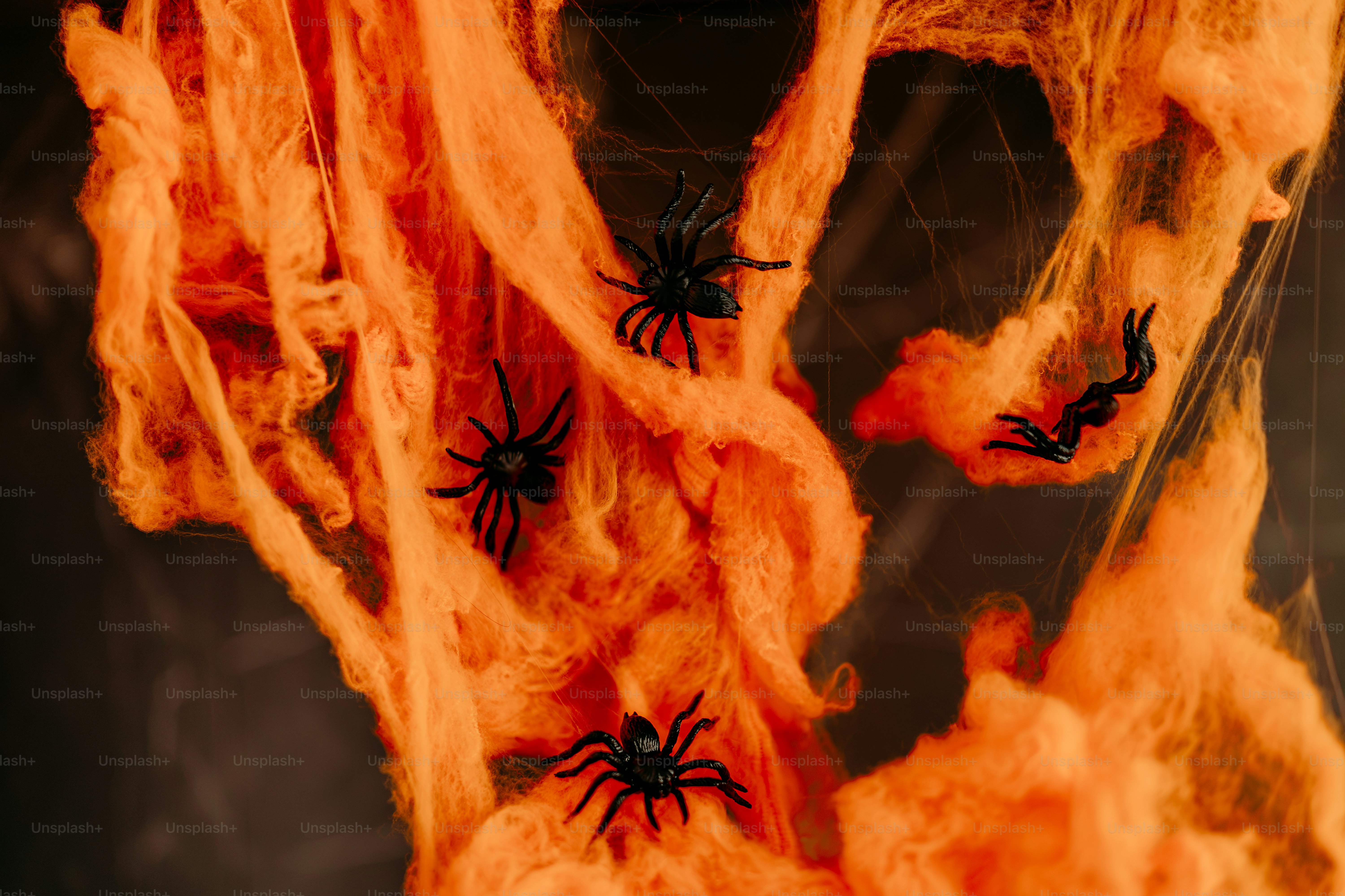 Black spiders on orange cobwebs - Photo on Unsplash+