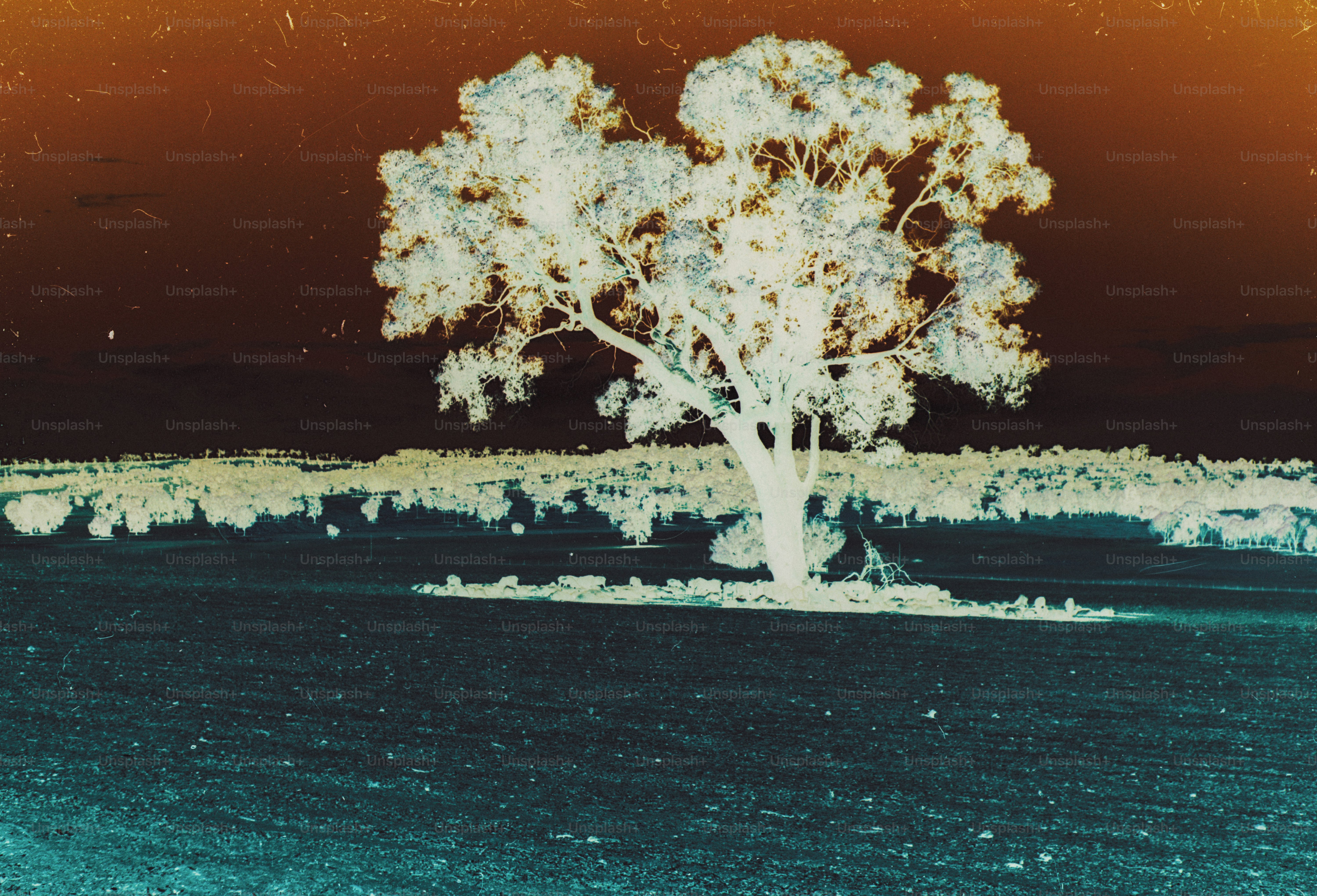 A lone tree in a field with an inverted color effect